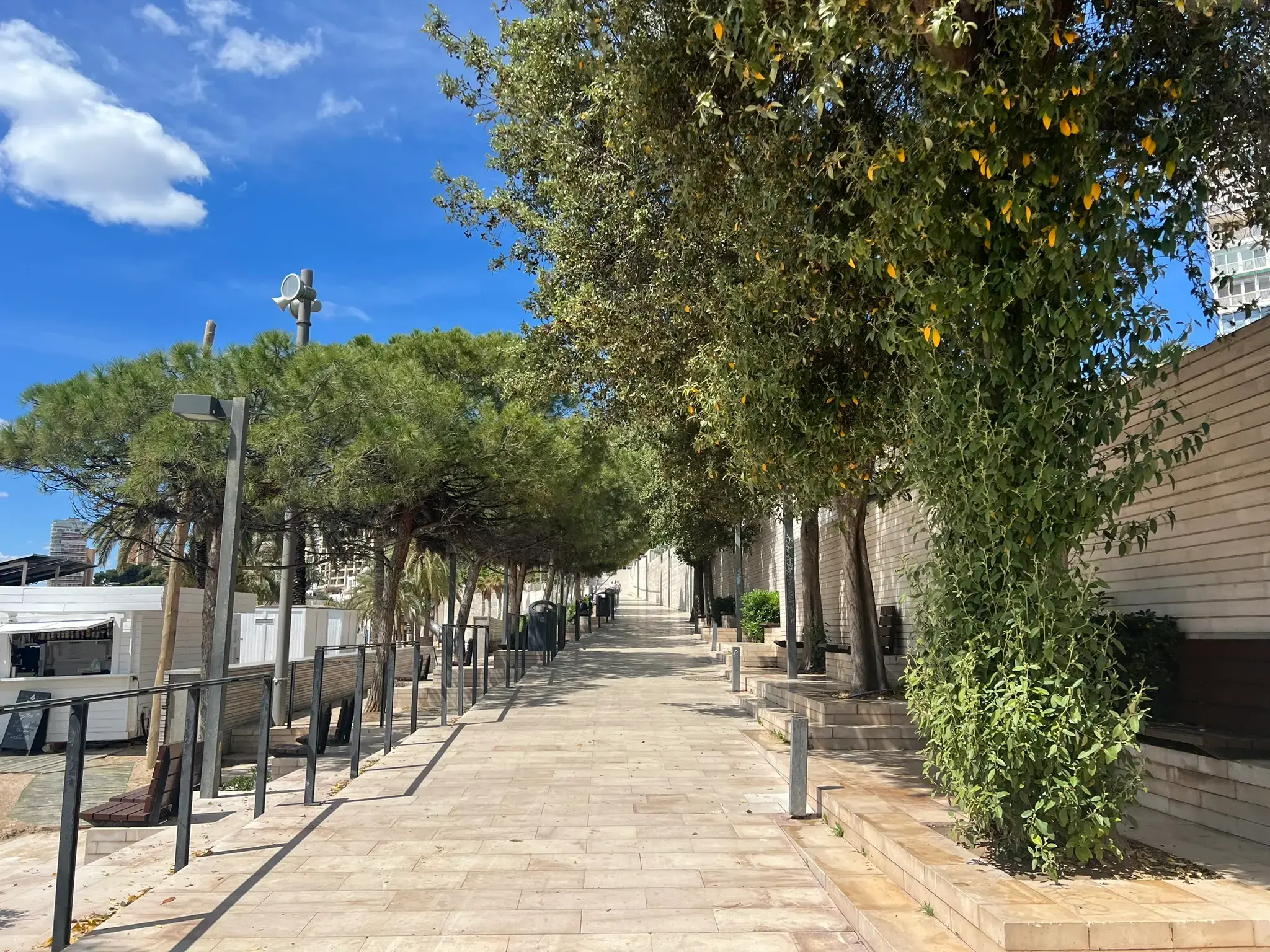 Scenic seaside promenade at Albufereta Beach in Alicante — wide pedestrian walkway lined with green trees providing natural shade, modern benches, and stone walls.