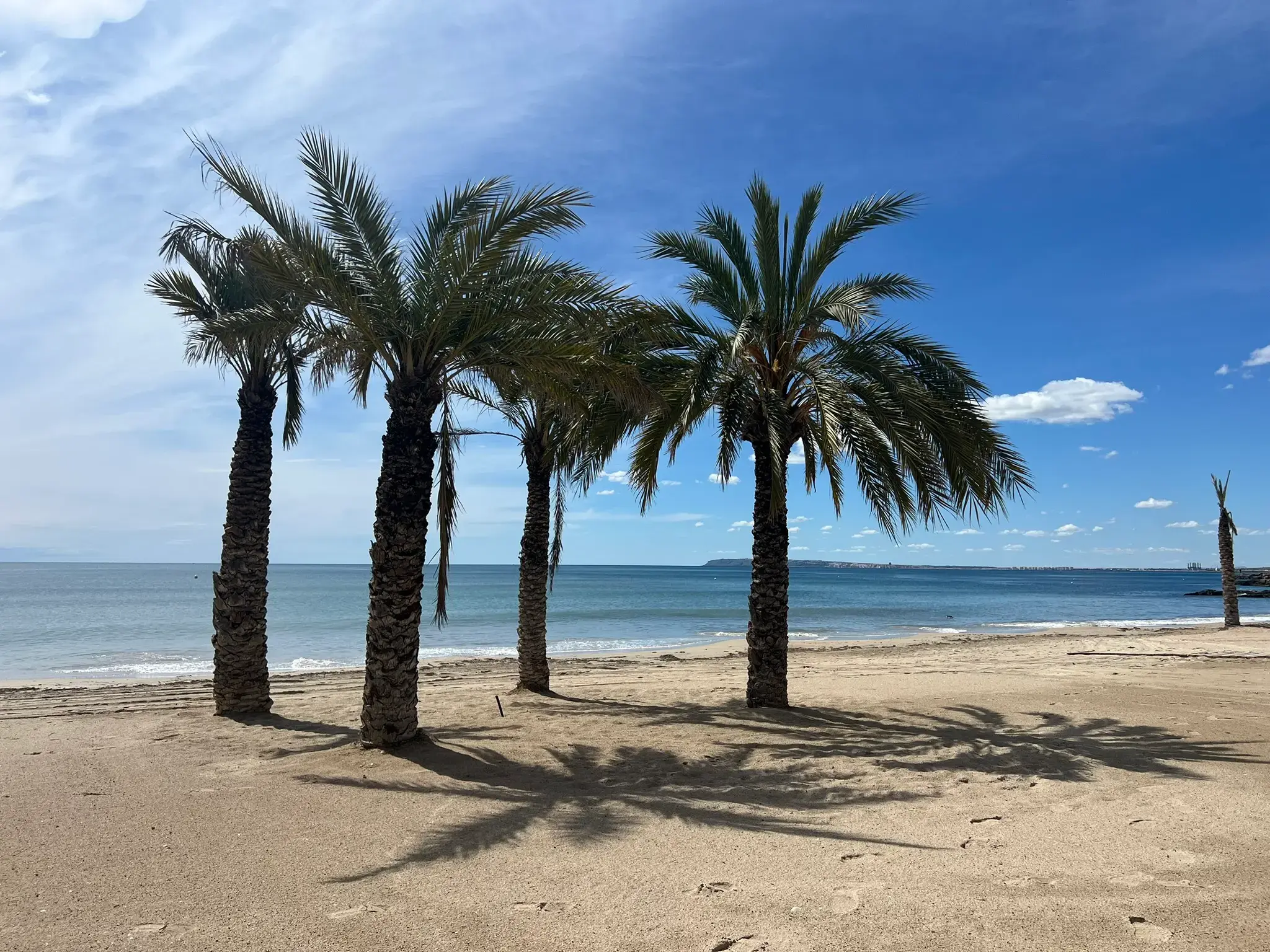 Alicante beach with palm trees along the shoreline.
