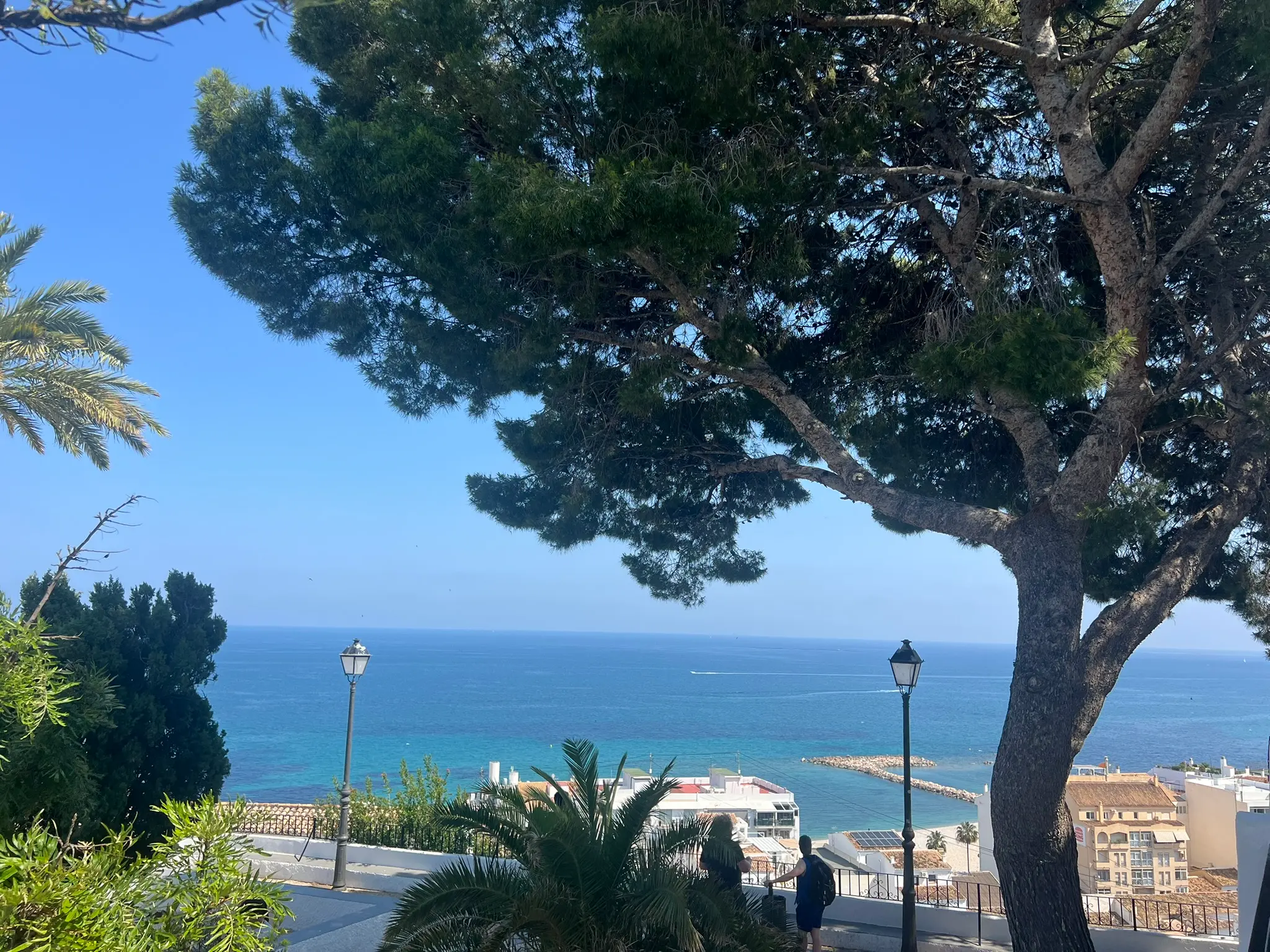 Altea old town viewpoint overlooking the Mediterranean Sea, with a pine tree in the foreground