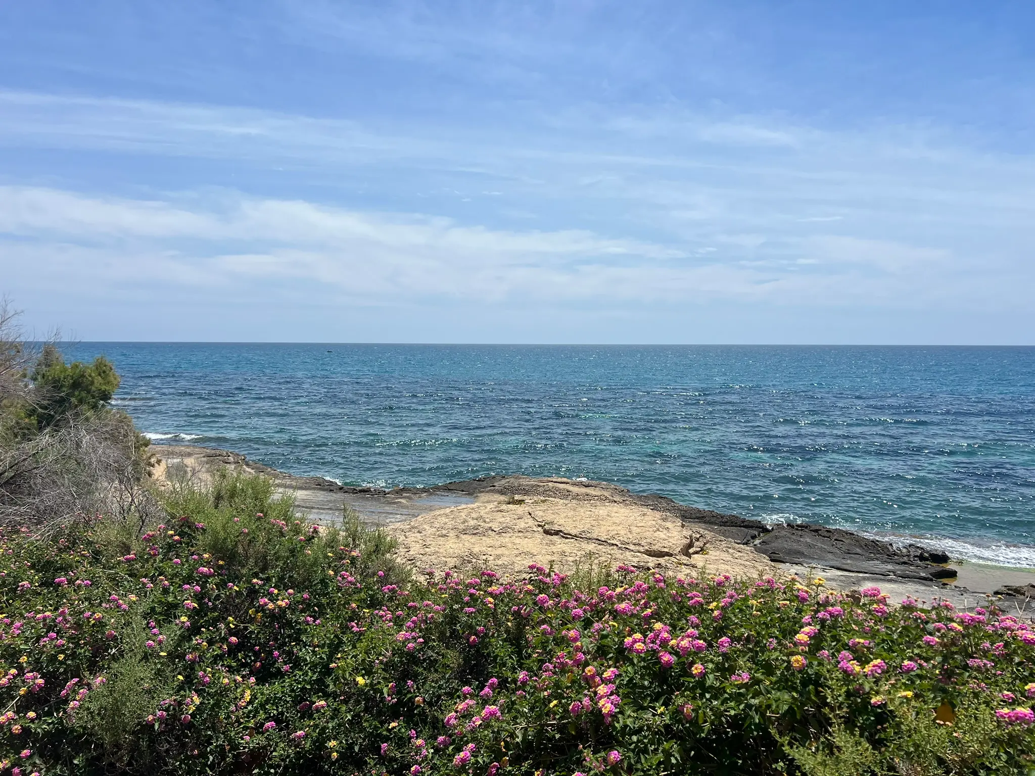 Cala Cantalar Alicante — wild Mediterranean flowers and golden rocks at Cabo de las Huertas nature reserve with turquoise sea, protected flora zone Alicante