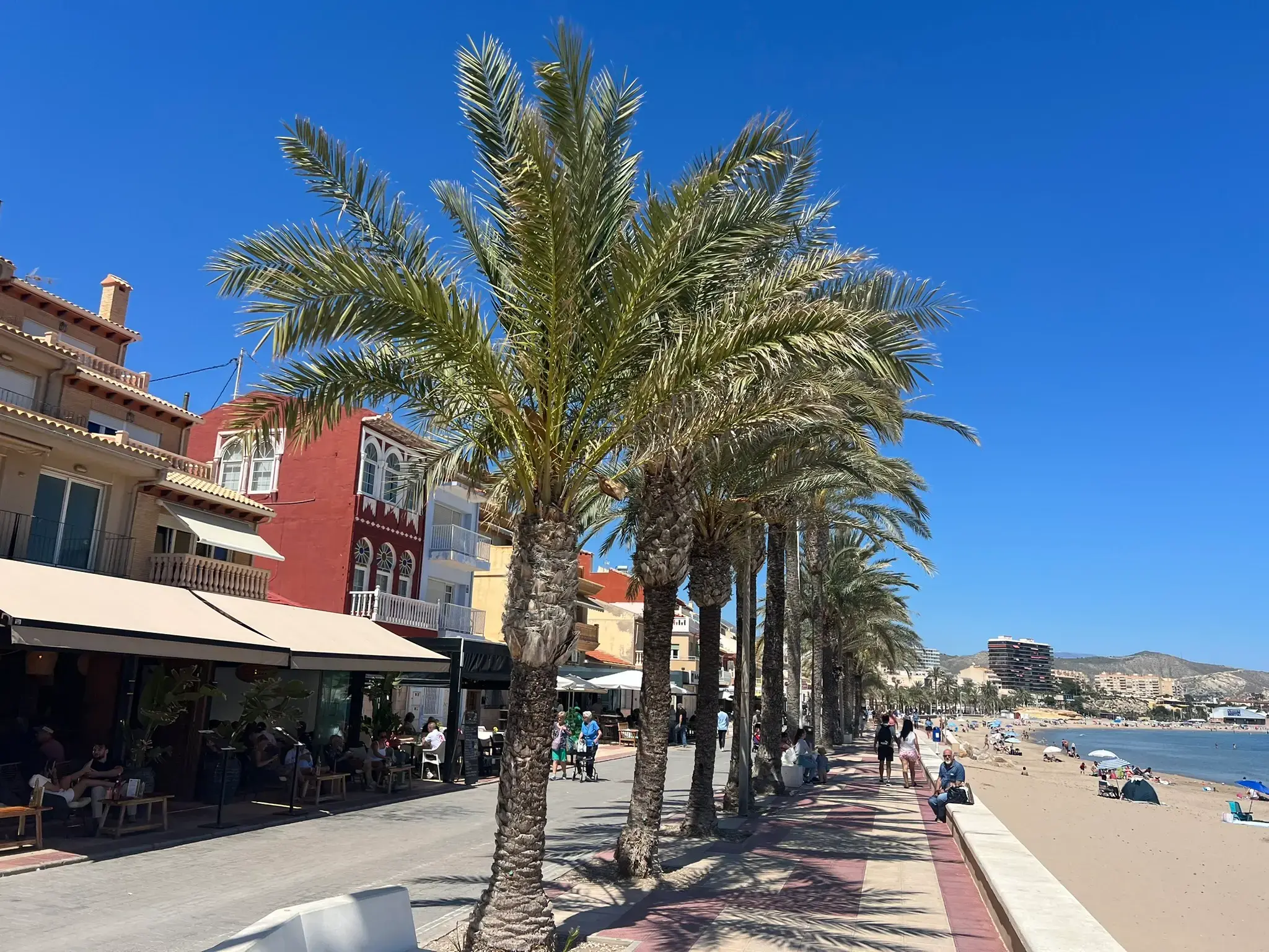 Scenic view of the Mediterranean Sea in El Campello, framed by two large palm trees on a sunny promenade. The turquoise water and a distant white boat are visible between the palm trunks under a cloudless blue sky.