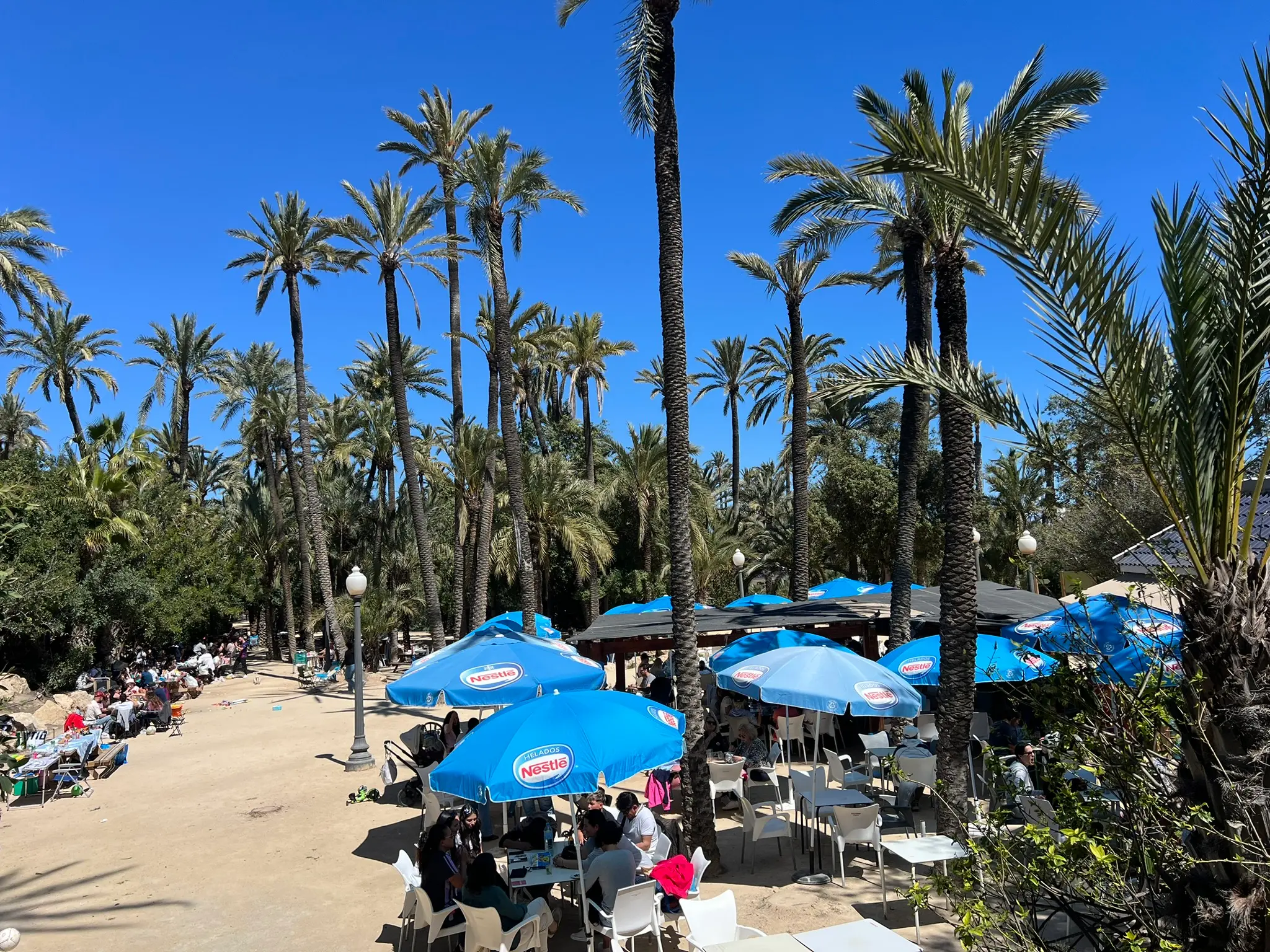 Café terrace at El Palmeral Park in Alicante — outdoor seating with blue umbrellas set beneath the shade of date palms.
