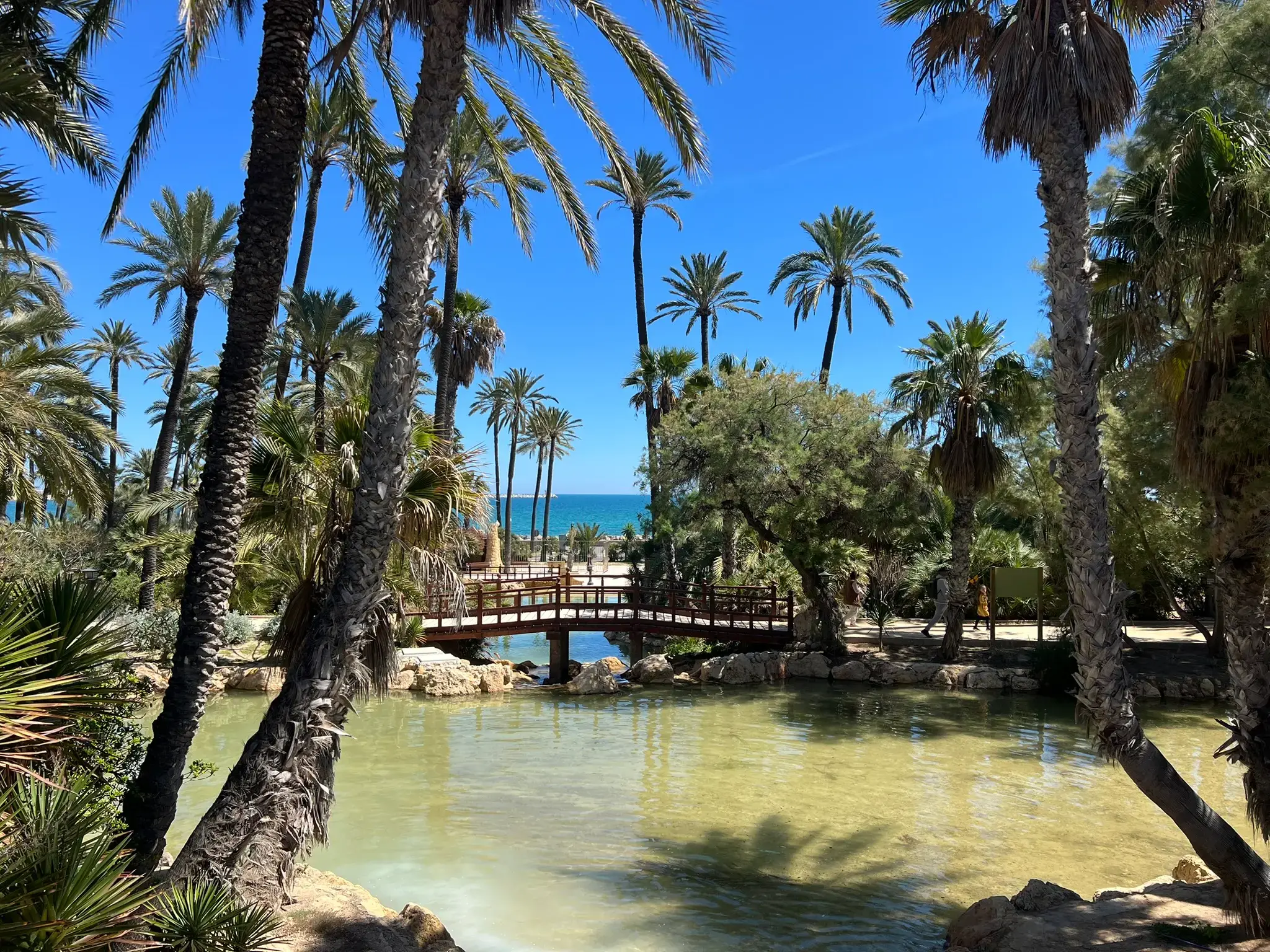 Wooden bridge over the lake at El Palmeral Park Alicante with date palm groves and the Mediterranean Sea visible in the background.