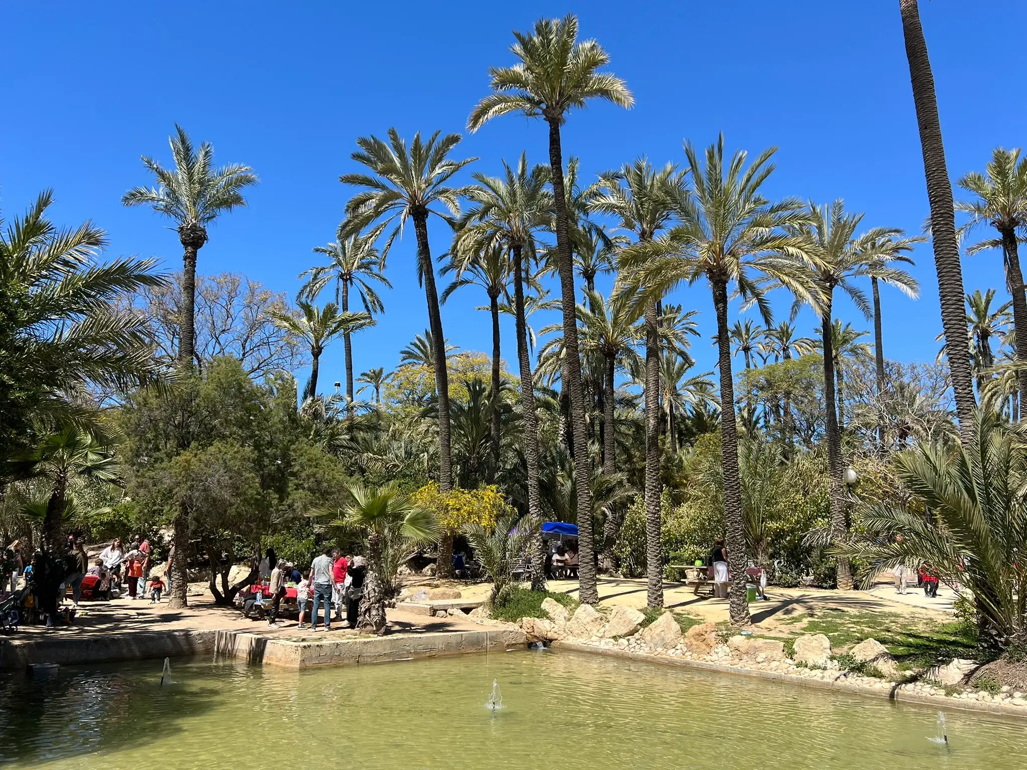 Calm lake view at El Palmeral Park in Alicante framed by hundreds of tall date palms on a clear sunny day.