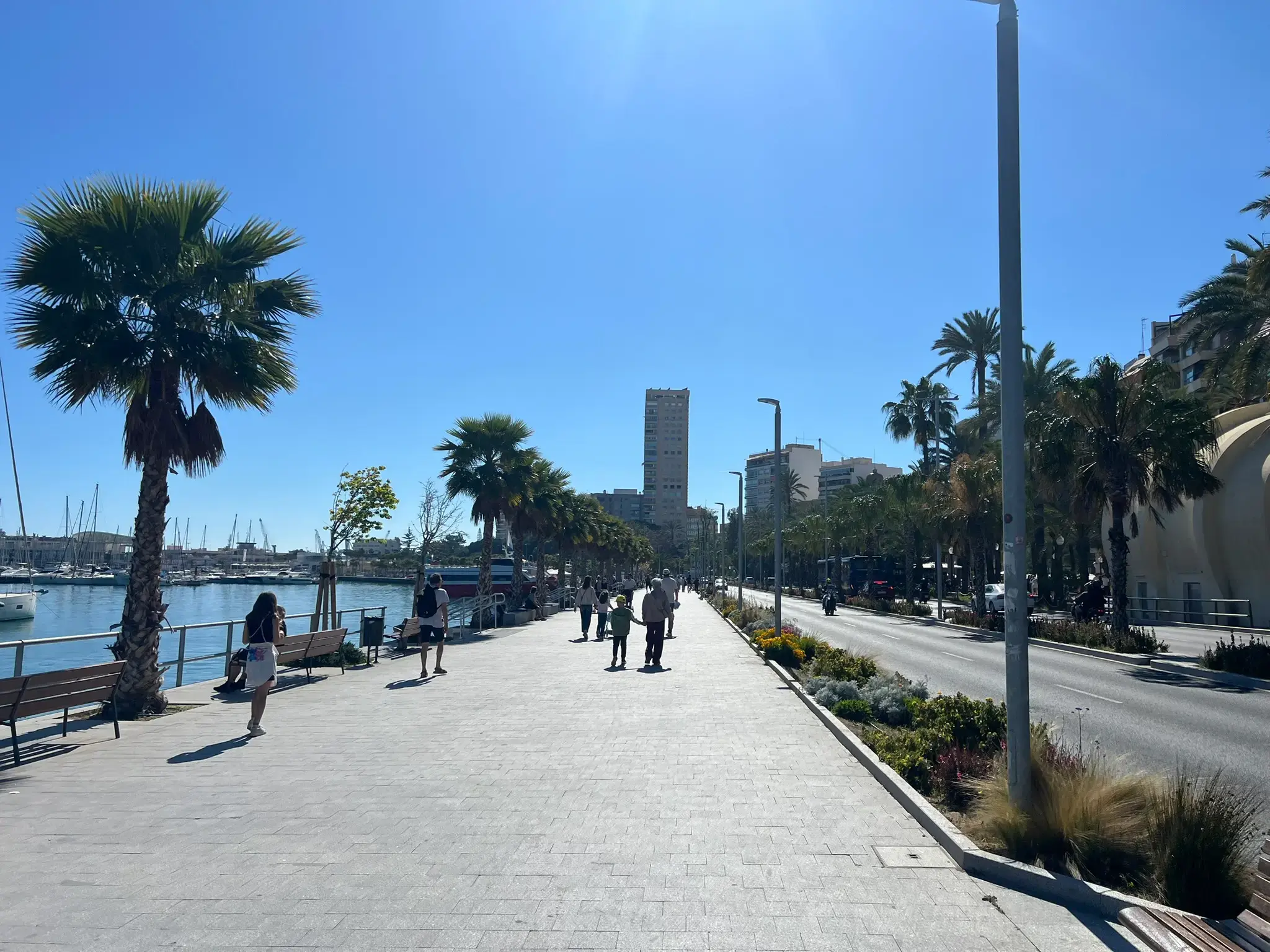 Alicante Marina waterfront promenade lined with palm trees