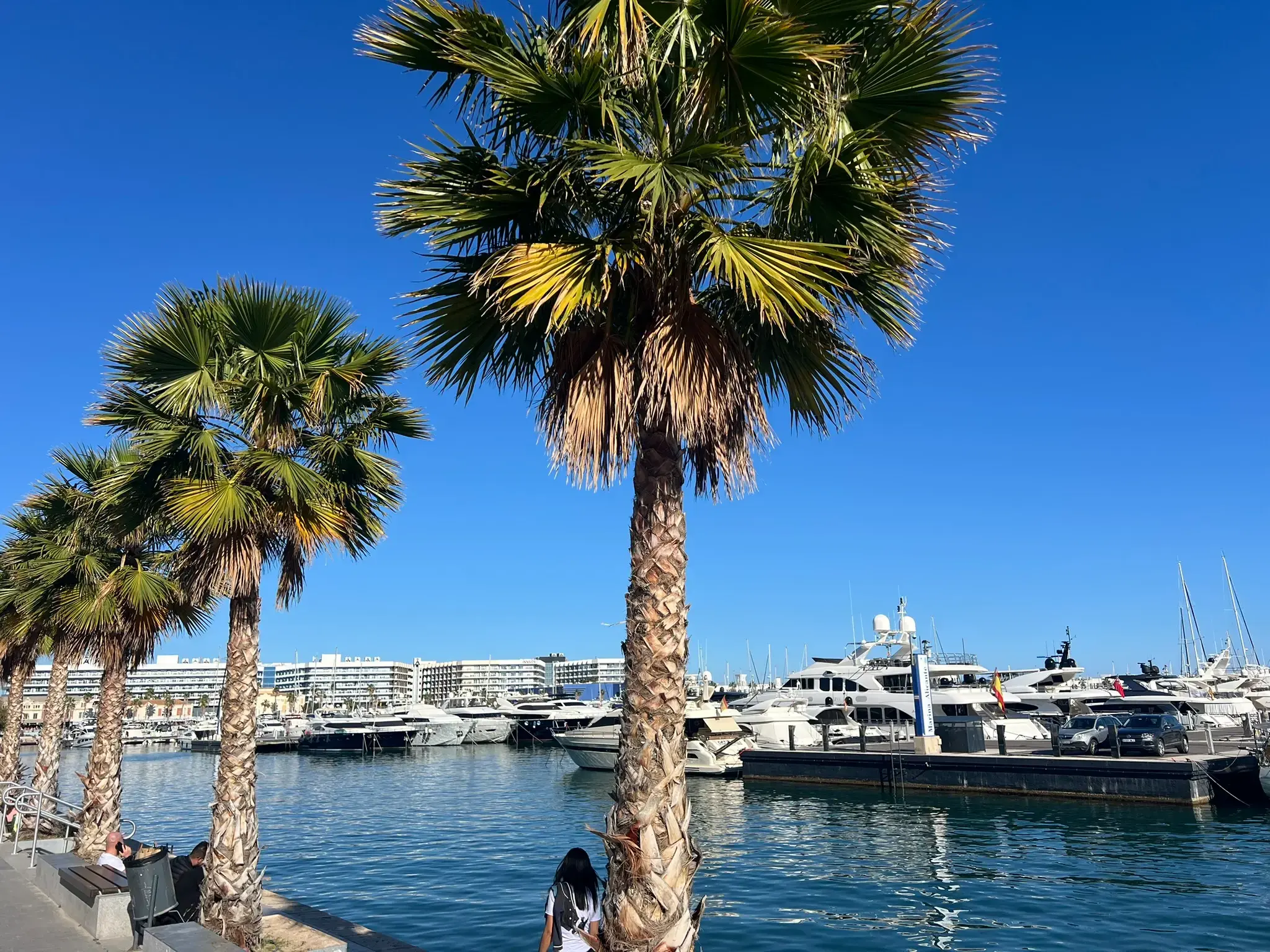 Alicante Marina with yachts, palm trees and Mediterranean coastline