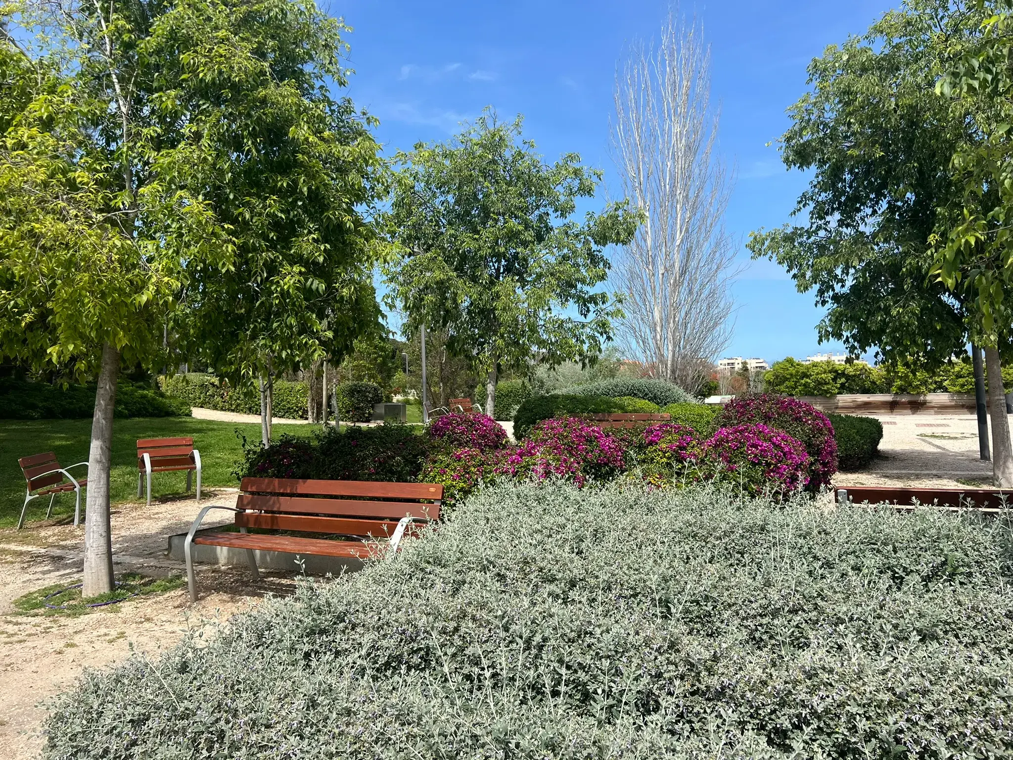 Park benches surrounded by vibrant bougainvillea flowers at Parque La Marjal Alicante.