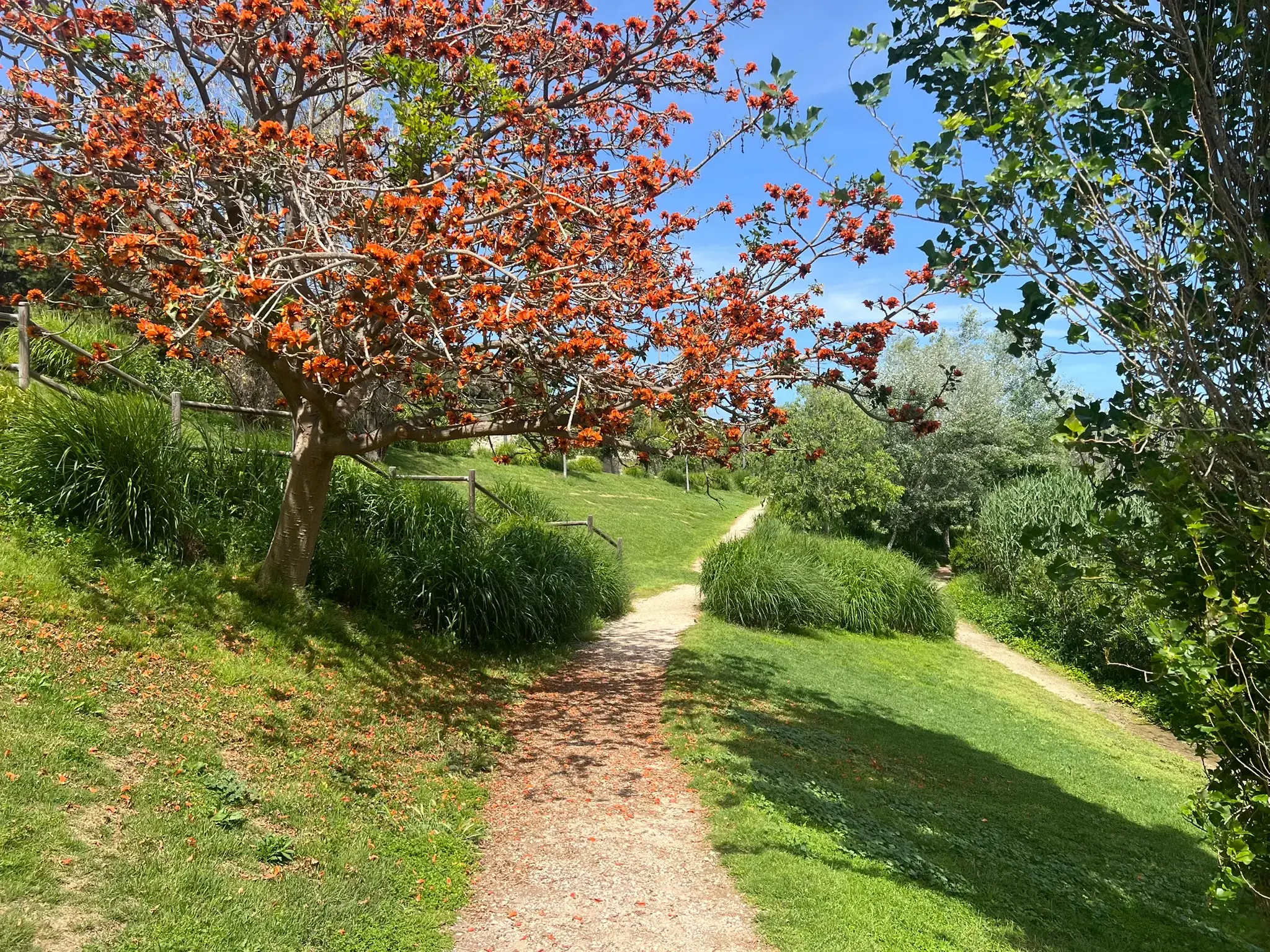 Flowering trees lining a pathway through Parque La Marjal Alicante in spring.