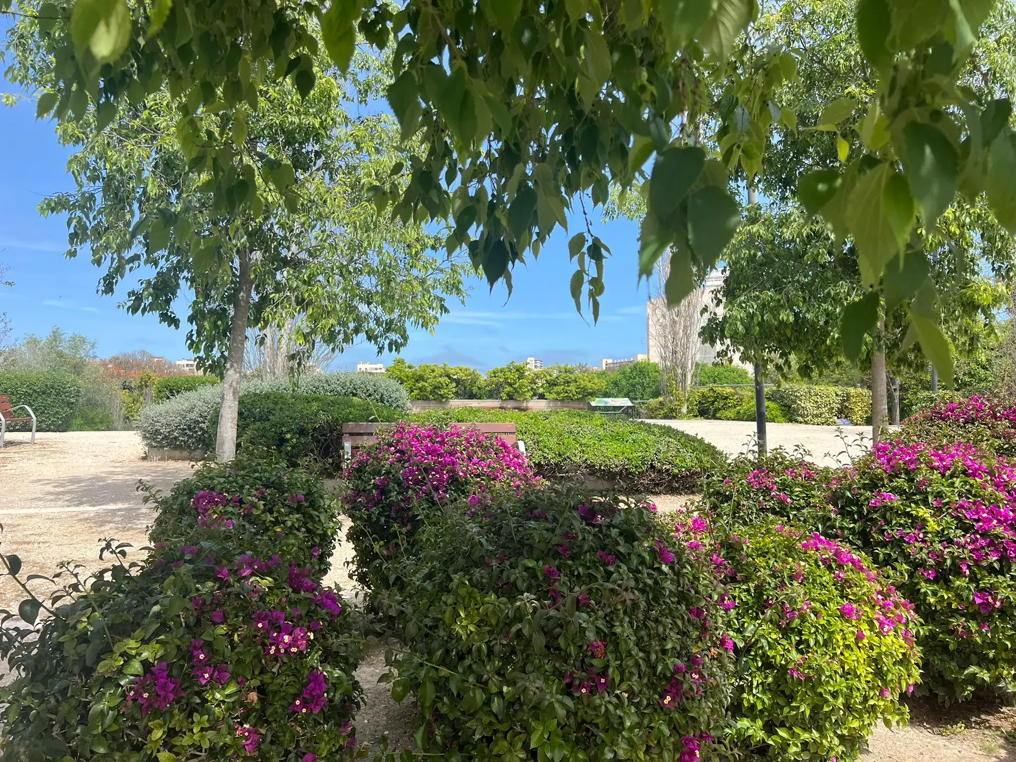 Bougainvillea in full bloom with the park landscape at Parque La Marjal Alicante.