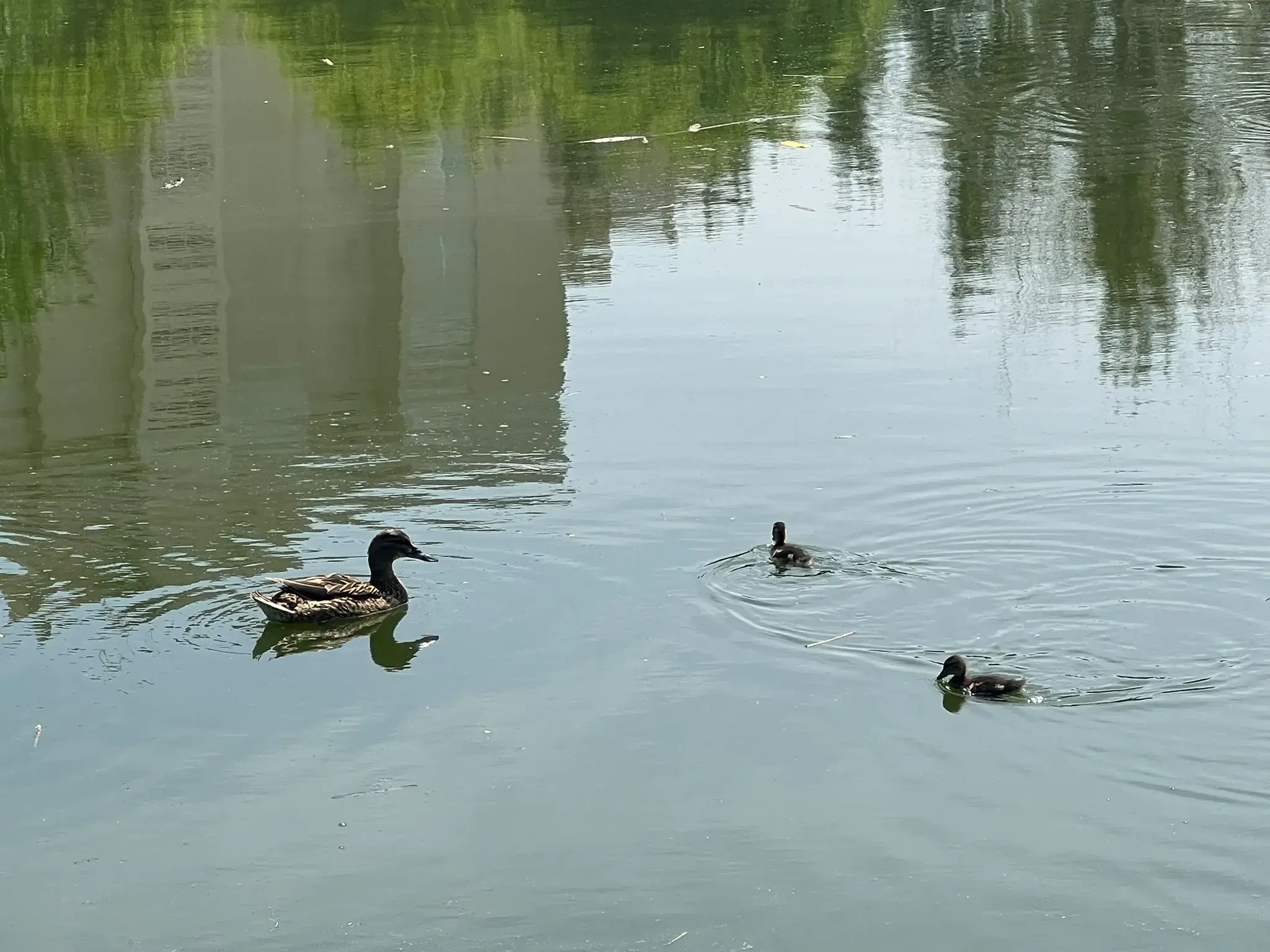 A family of ducks swimming on the lake at Parque La Marjal Alicante.