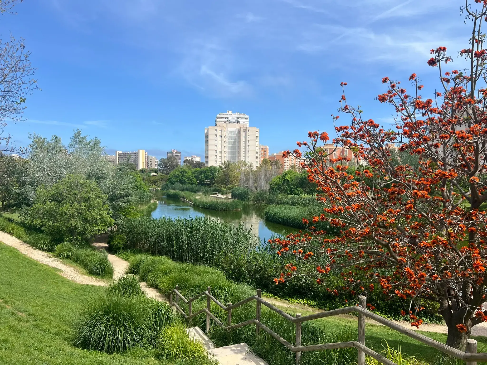 Flowering tree framing a view of the calm lake at Parque La Marjal Alicante.