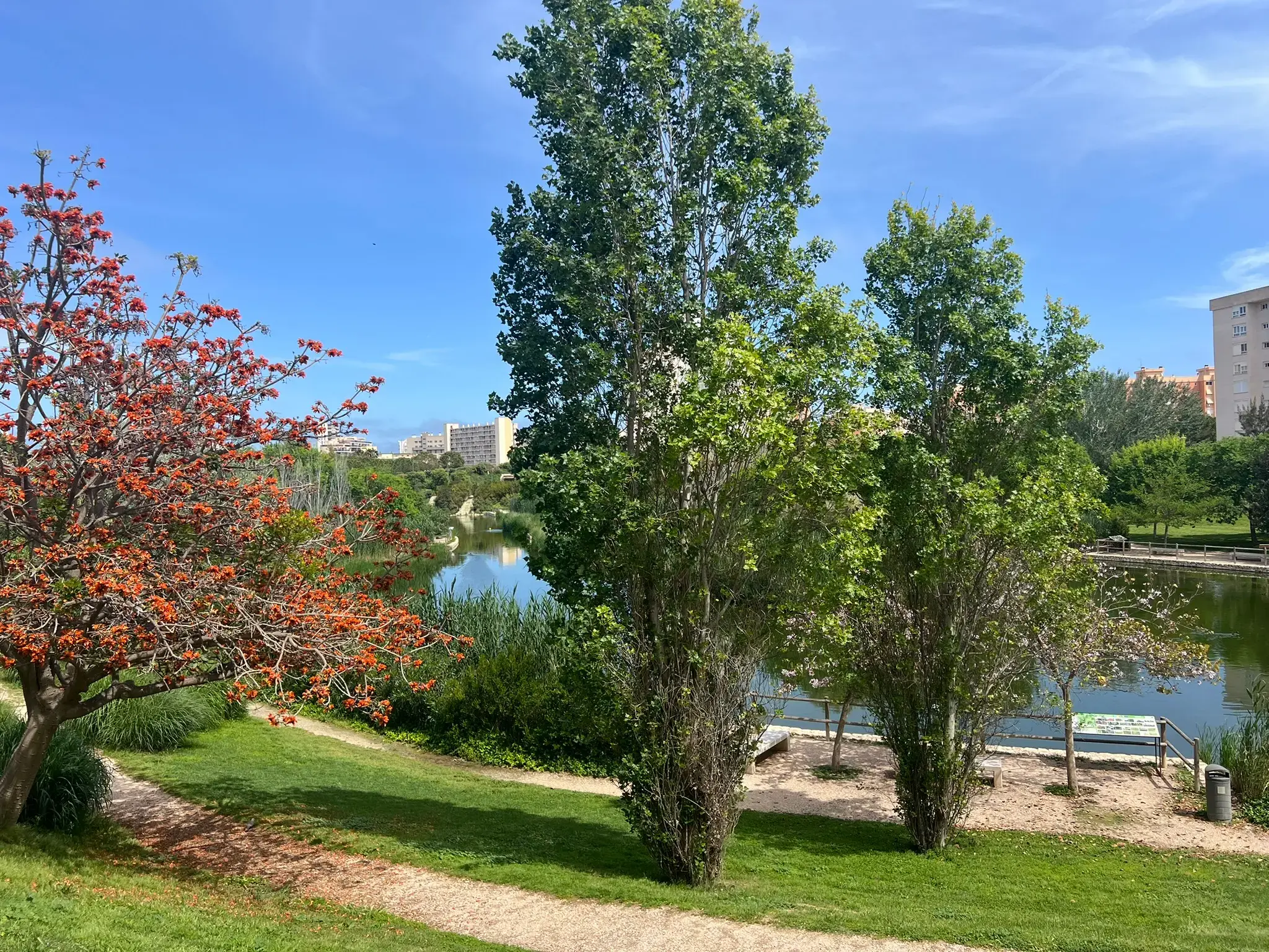 Blossoming tree beside the lake at Parque La Marjal in Alicante.