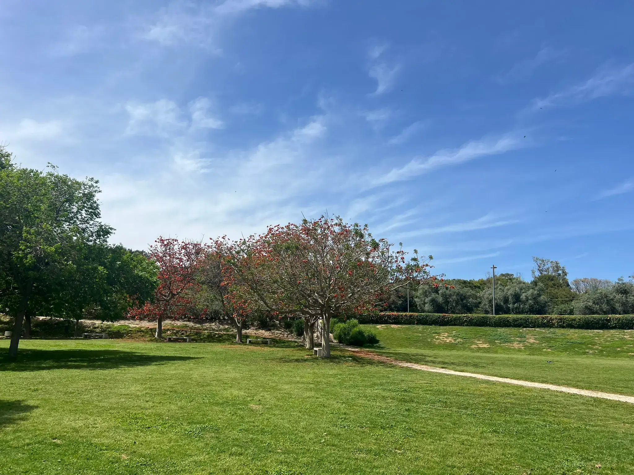 Wide landscape view of flowering trees throughout Parque La Marjal Alicante.
