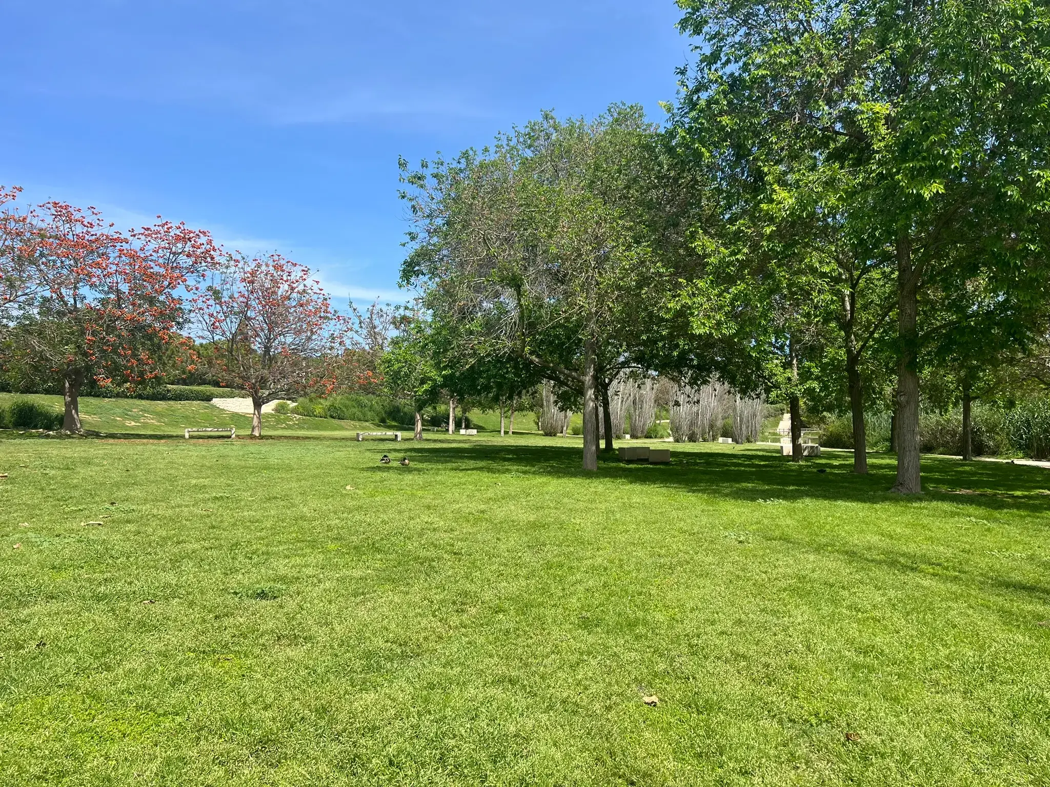 Expansive green lawn at Parque La Marjal Alicante — ideal for picnics and family time.
