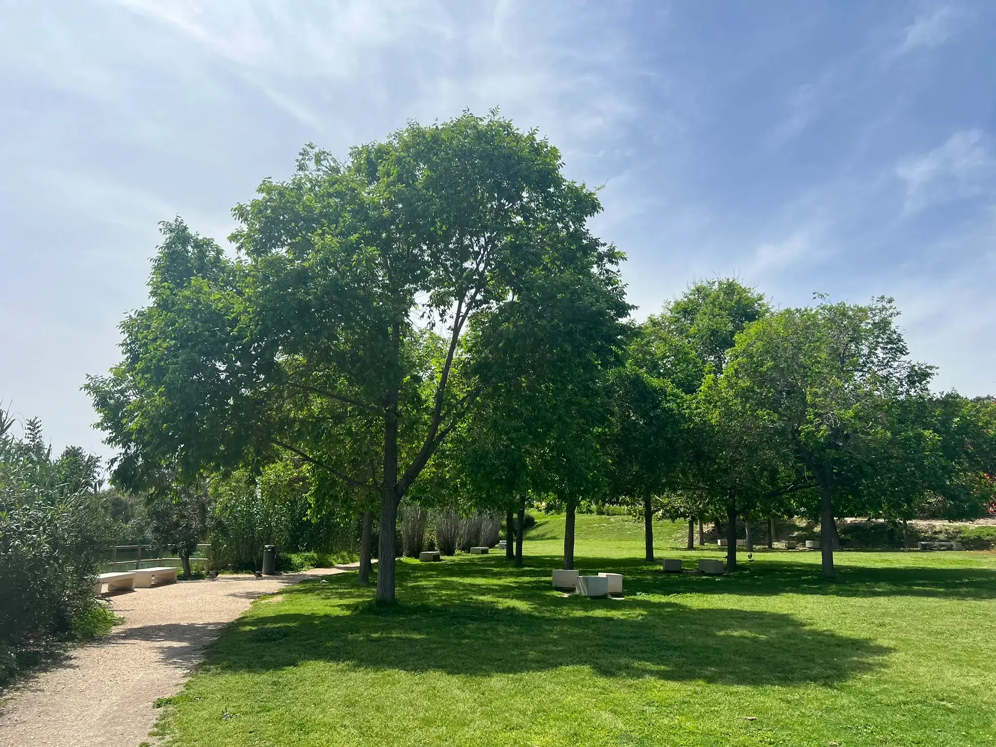 Lush green park landscape with open spaces at Parque La Marjal Alicante.