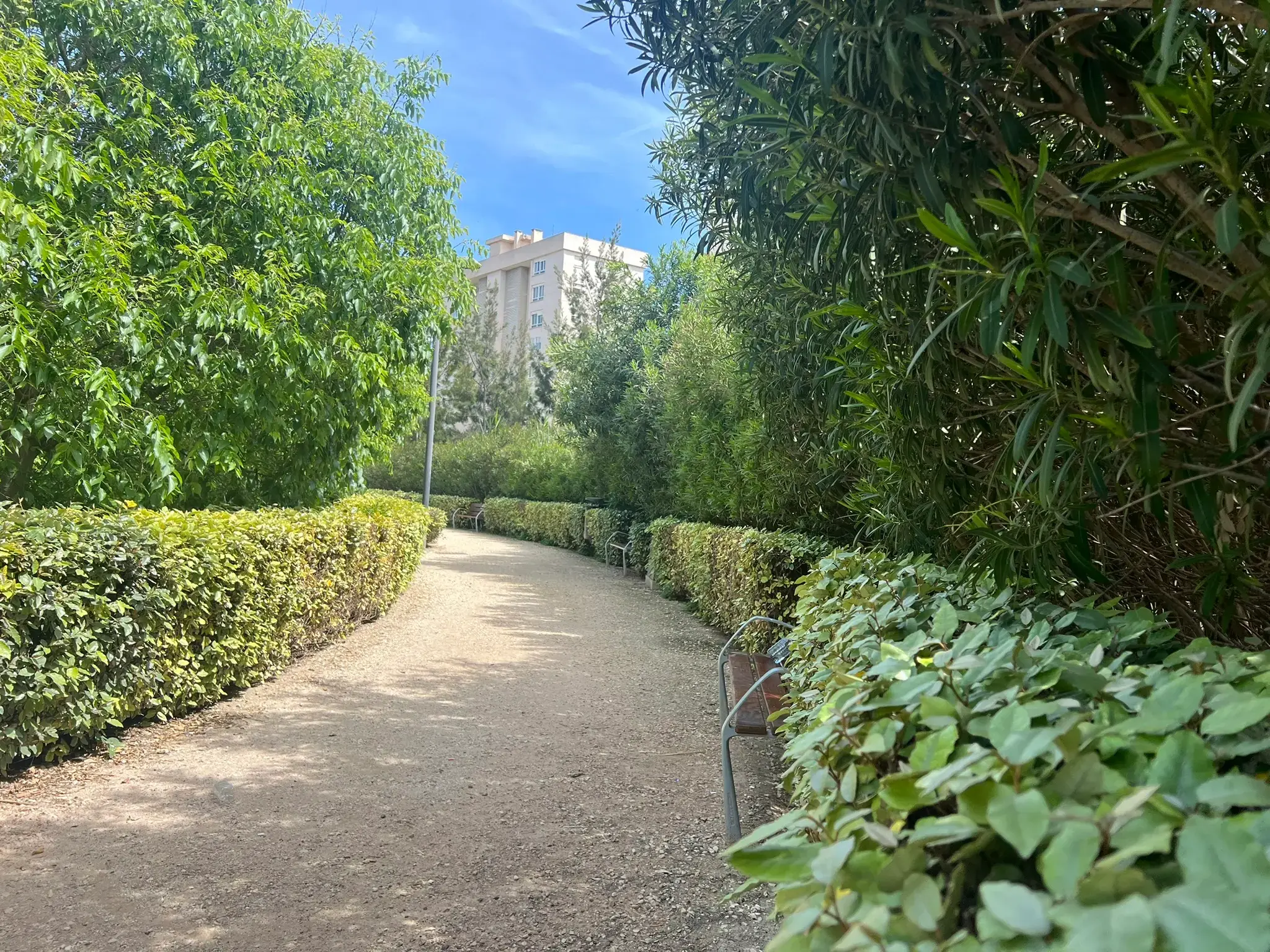 Neatly trimmed hedged pathway running through Parque La Marjal Alicante.