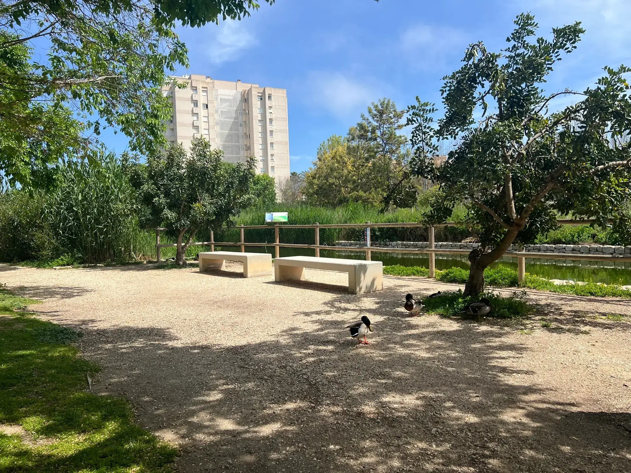 Ducks gathered near lakeside seating at Parque La Marjal Alicante.