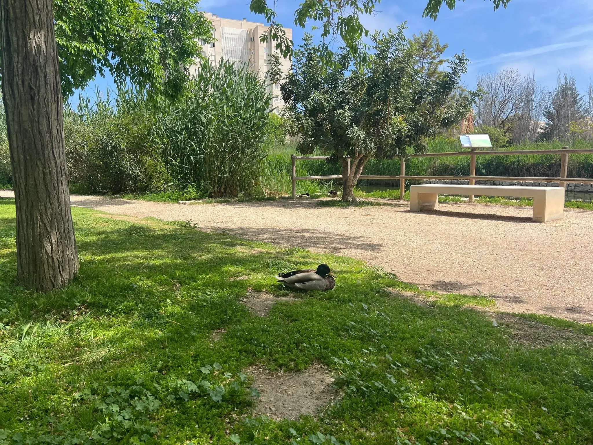 A mallard duck resting on the grass at Parque La Marjal Alicante.