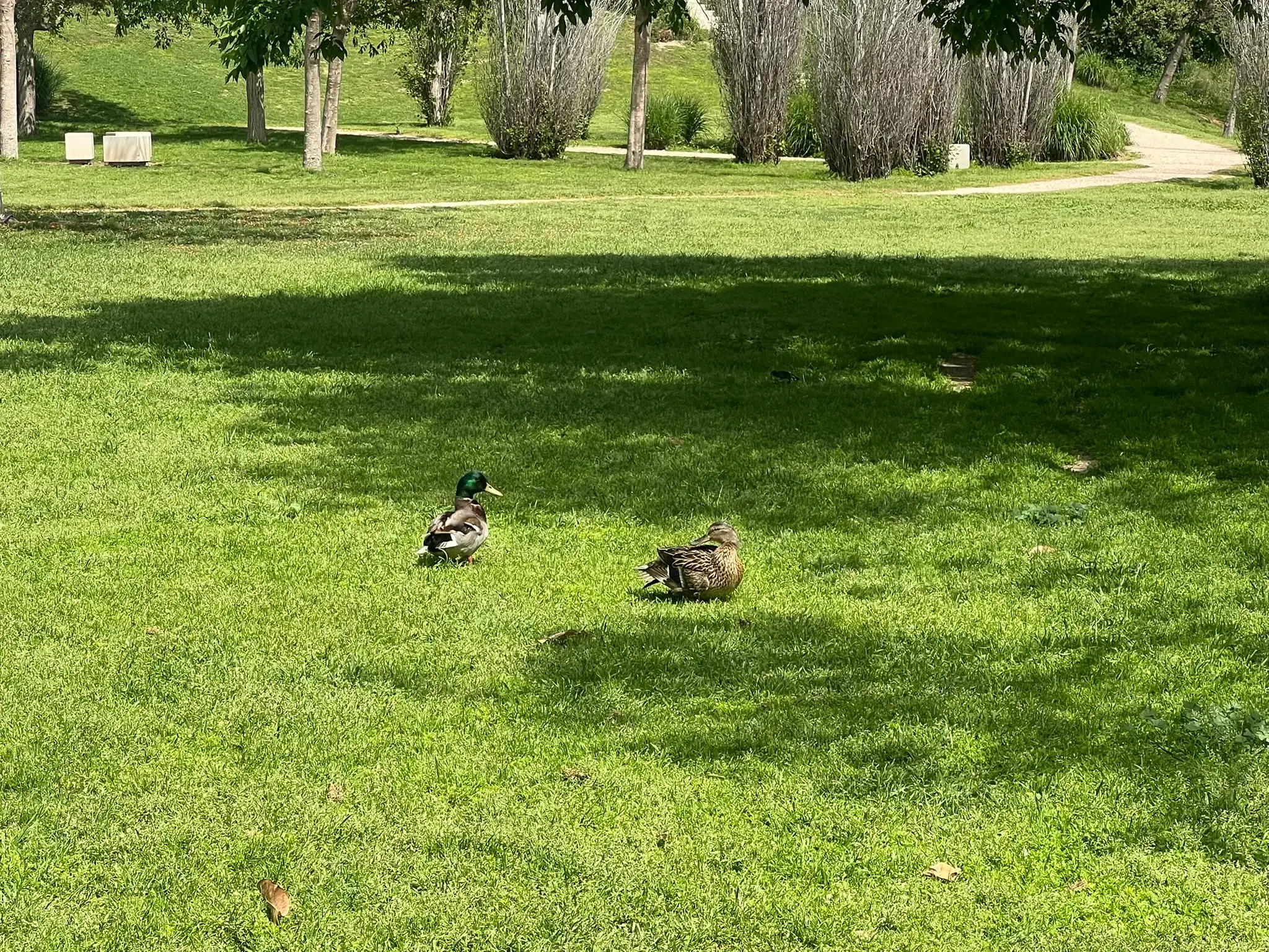 Several mallard ducks resting on the open lawn at Parque La Marjal Alicante.
