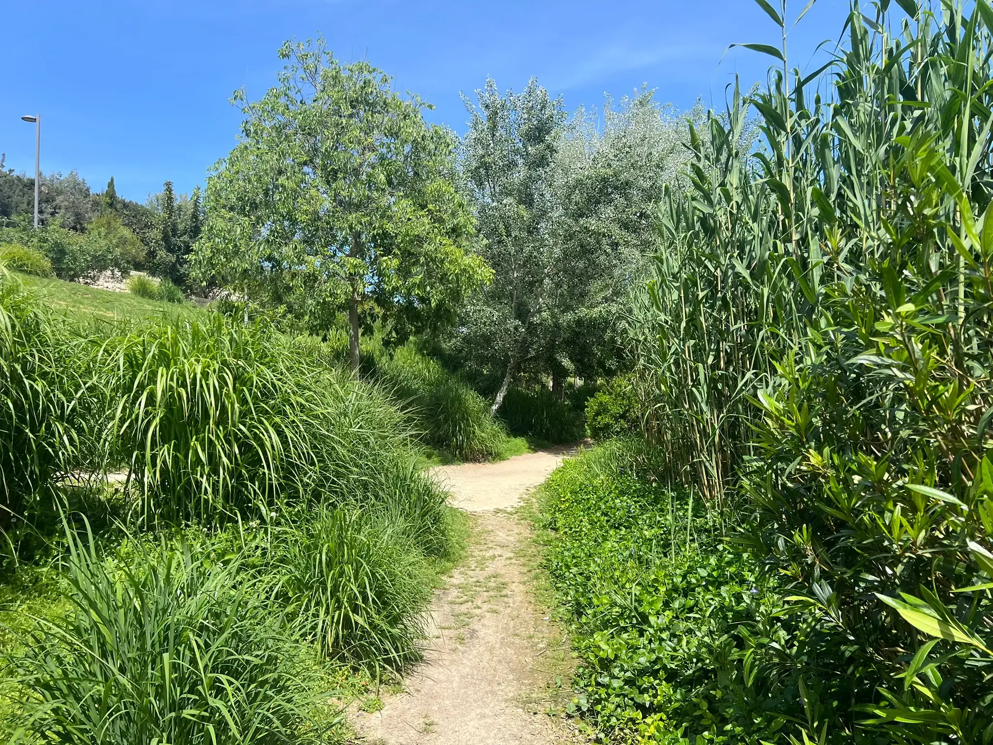 Peaceful nature walking trail winding through Parque La Marjal Alicante.