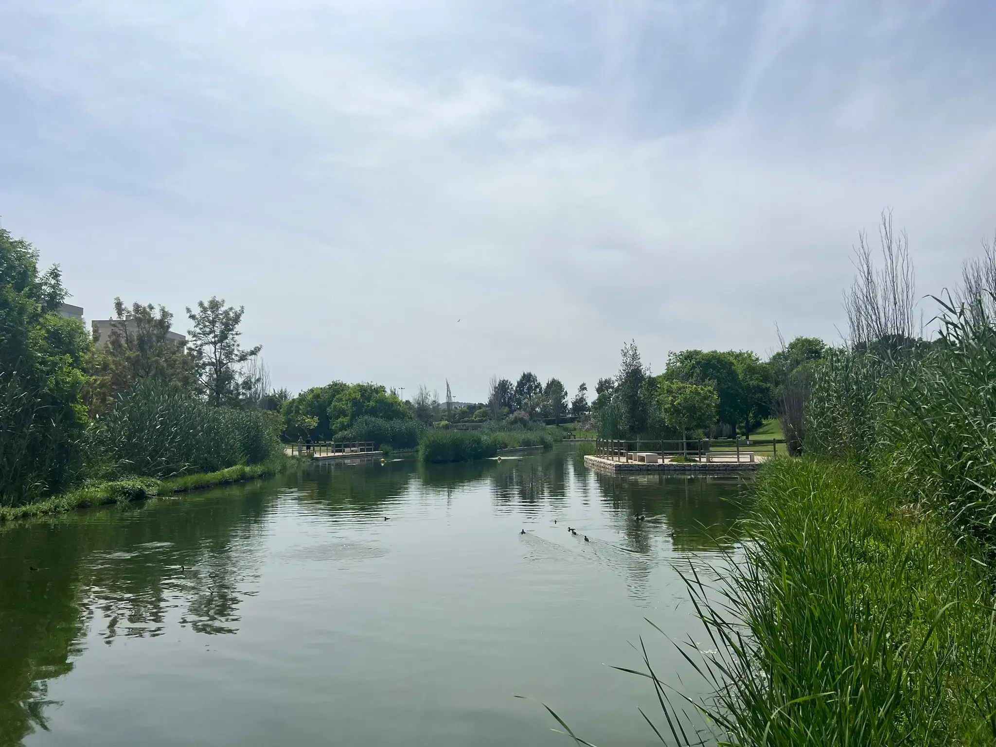 Natural water habitat with reeds and aquatic plants at Parque La Marjal Alicante.