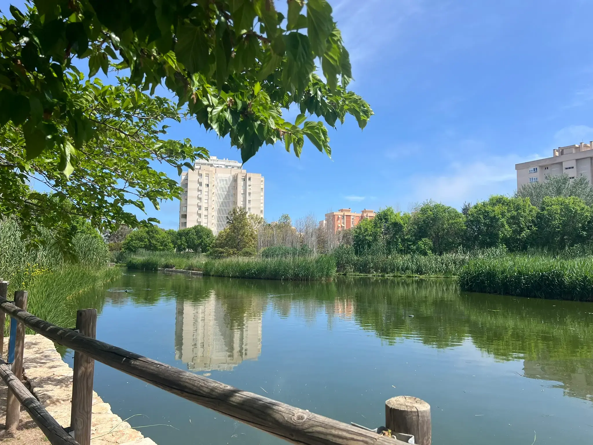 Tranquil pond view with calm reflections at Parque La Marjal Alicante.