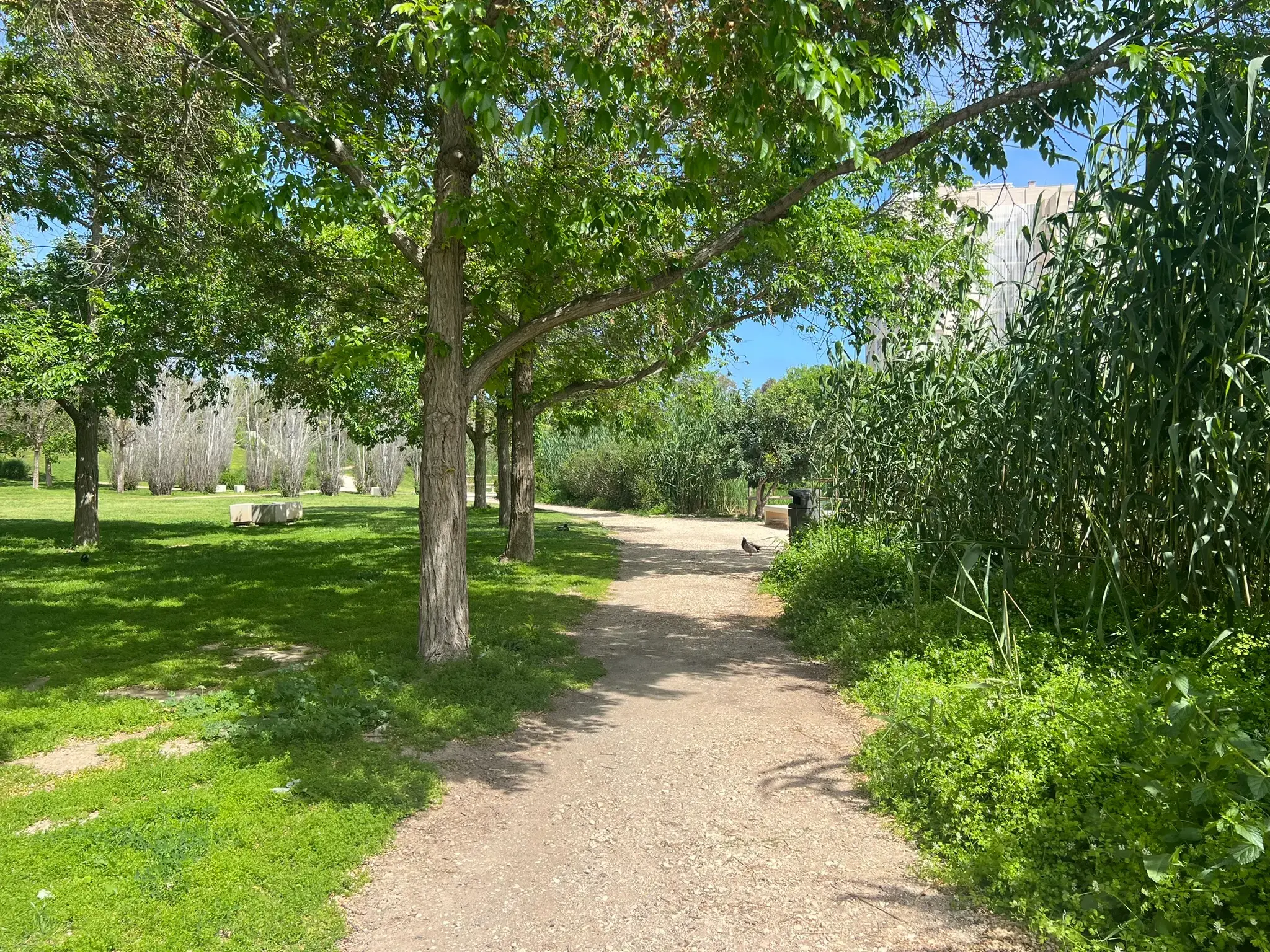 Shaded walking trail under tall trees at Parque La Marjal Alicante.