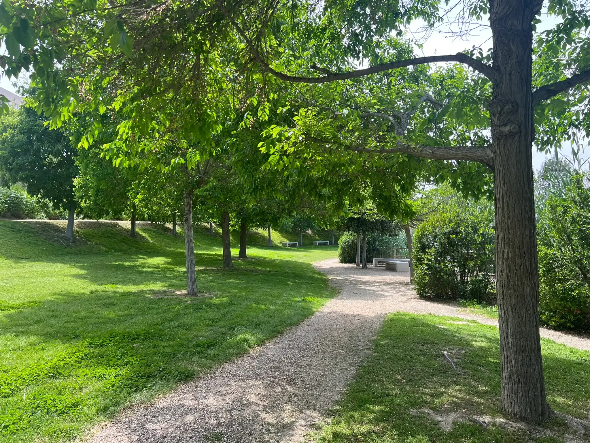 Tree-lined walking path at Parque La Marjal Alicante.