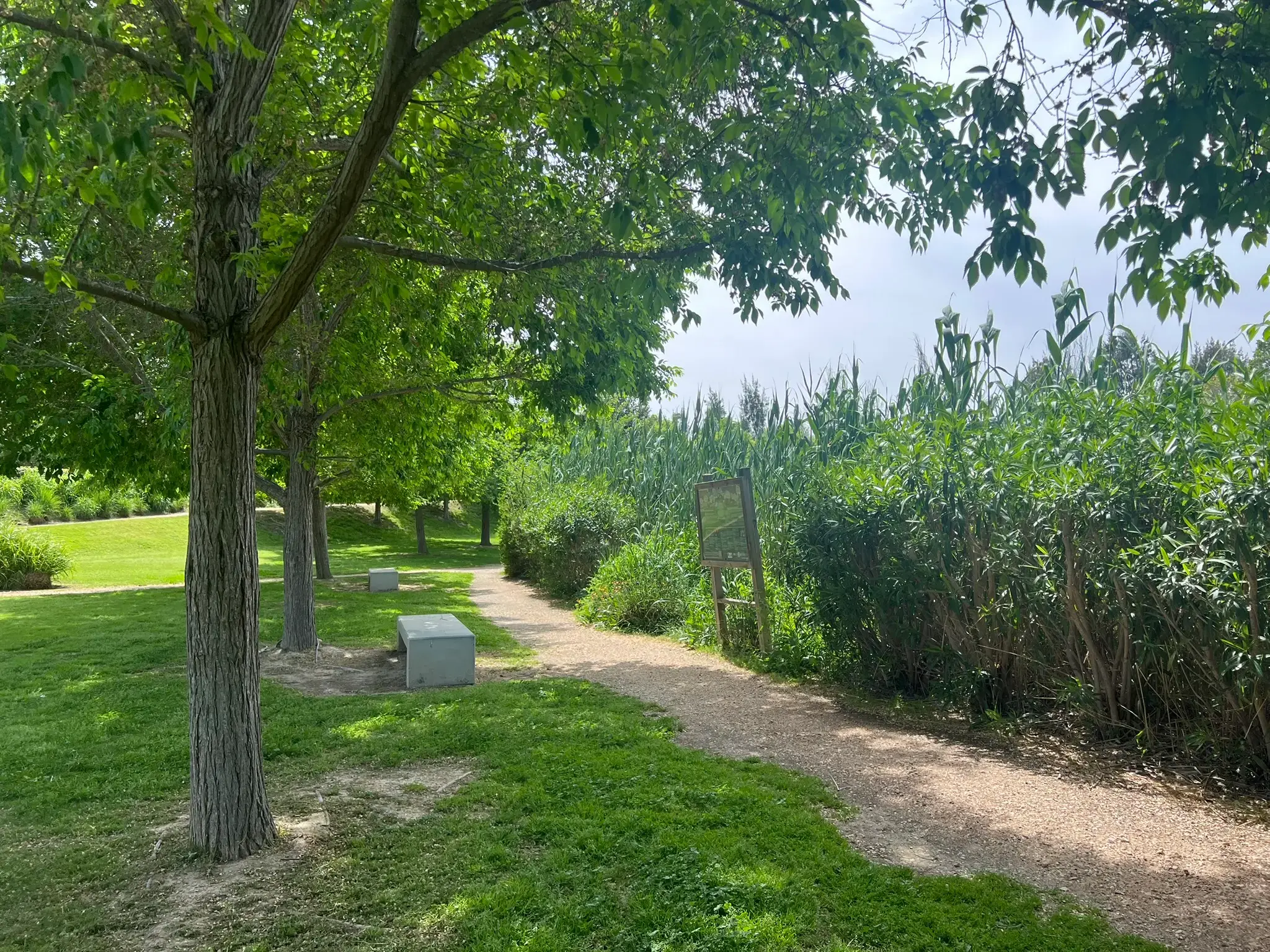 Walking trail alongside reed beds at the lake edge in Parque La Marjal Alicante.