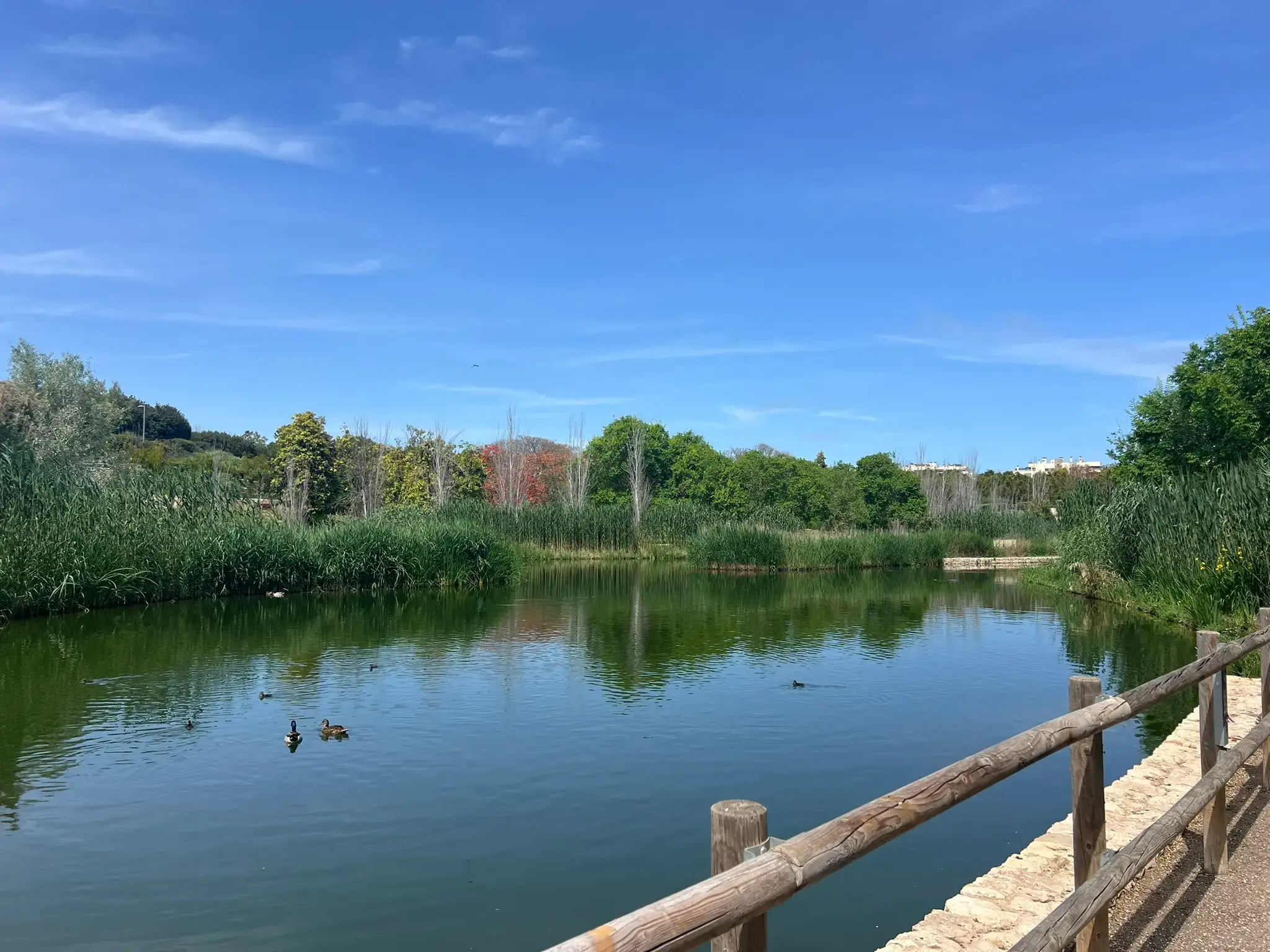 Wildlife-rich lake habitat with birds and aquatic plants at Parque La Marjal Alicante.