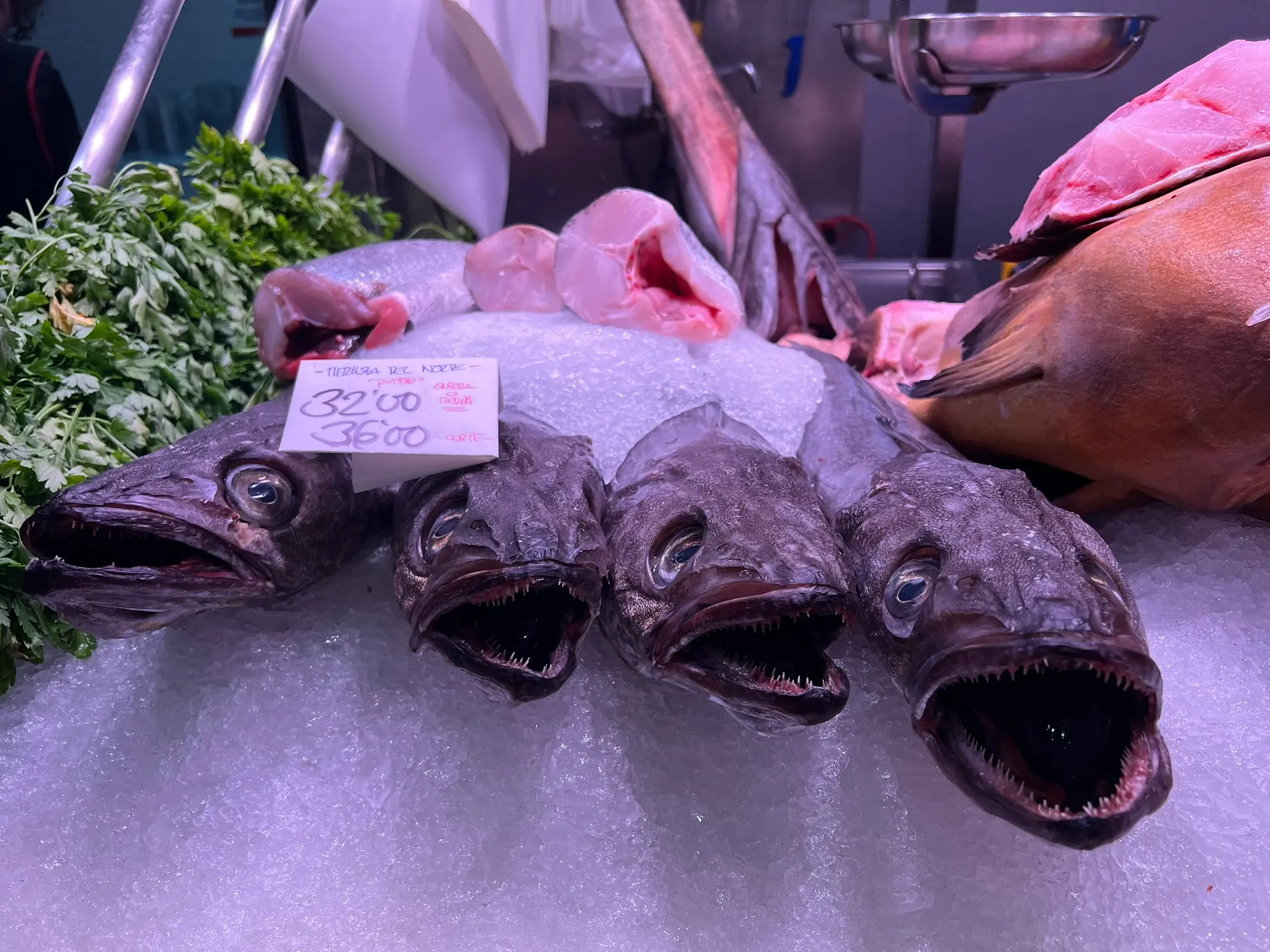 Fresh northern hake (Merluza del Norte de Pincho) on ice