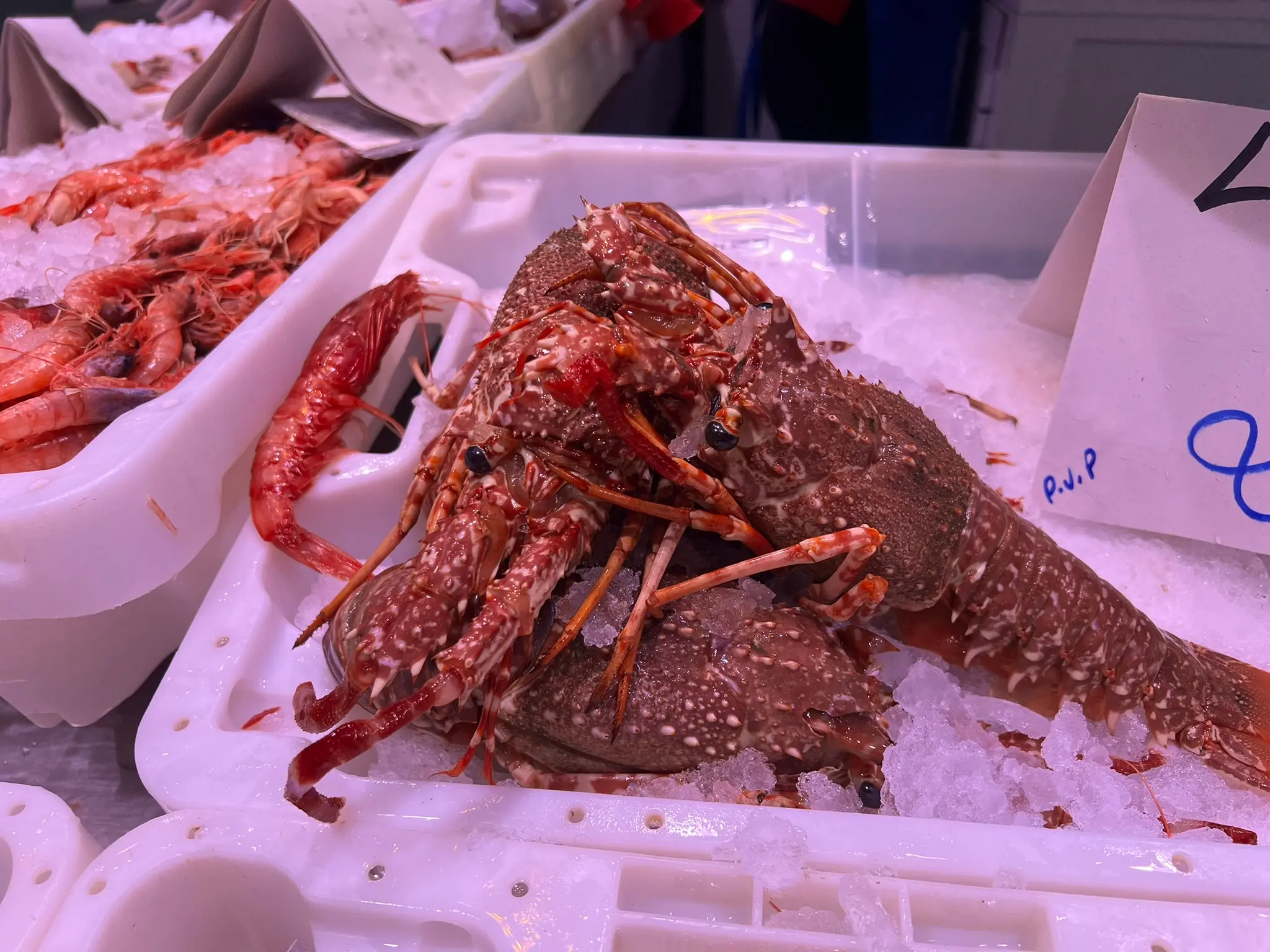 Spiny lobsters (Langosta Roja) and red prawns on crushed ice