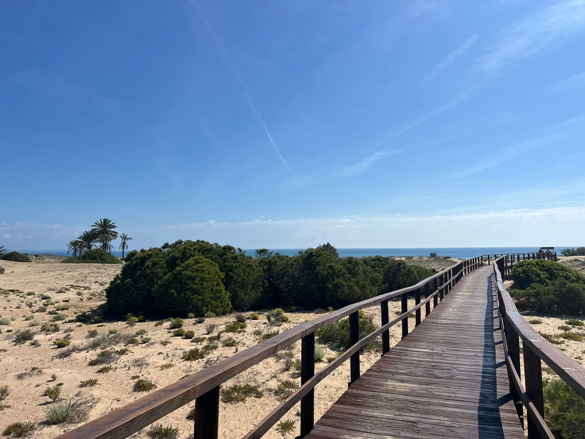 A scenic and tranquil view of a long wooden boardwalk snaking through the protected sand dune ecosystem of Platja del Carabassí beach in Alicante.