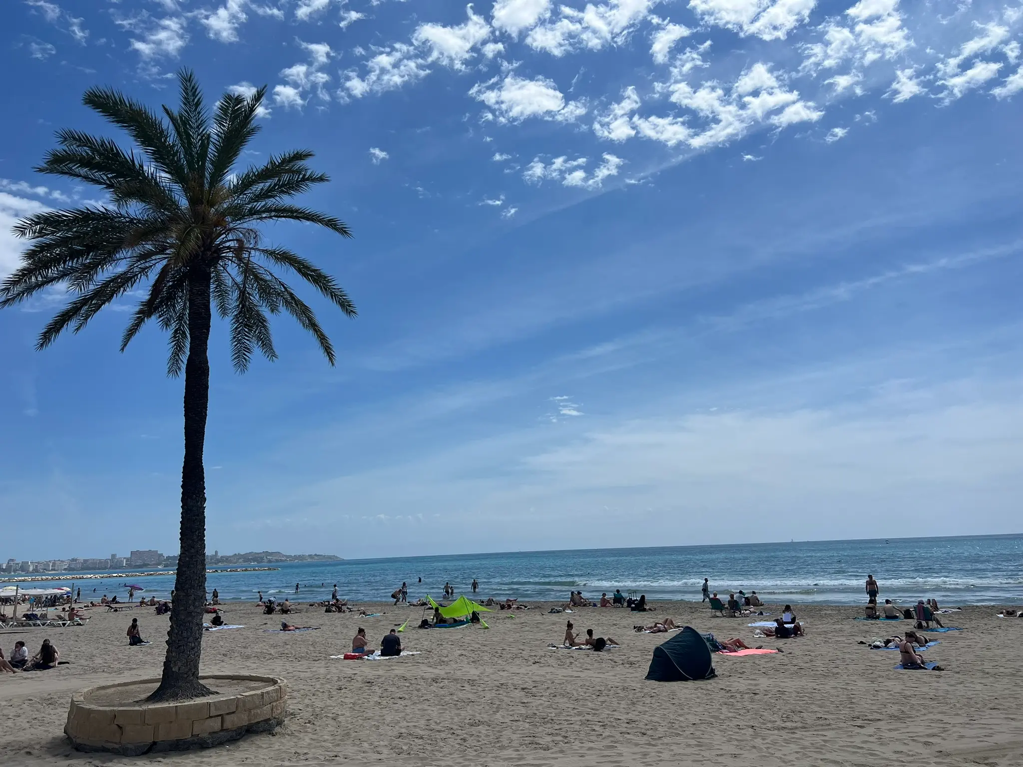 Playa del Postiguet Alicante — single palm tree on sandy city beach with sunbathers and swimmers, Alicante city centre beach on the Mediterranean coast