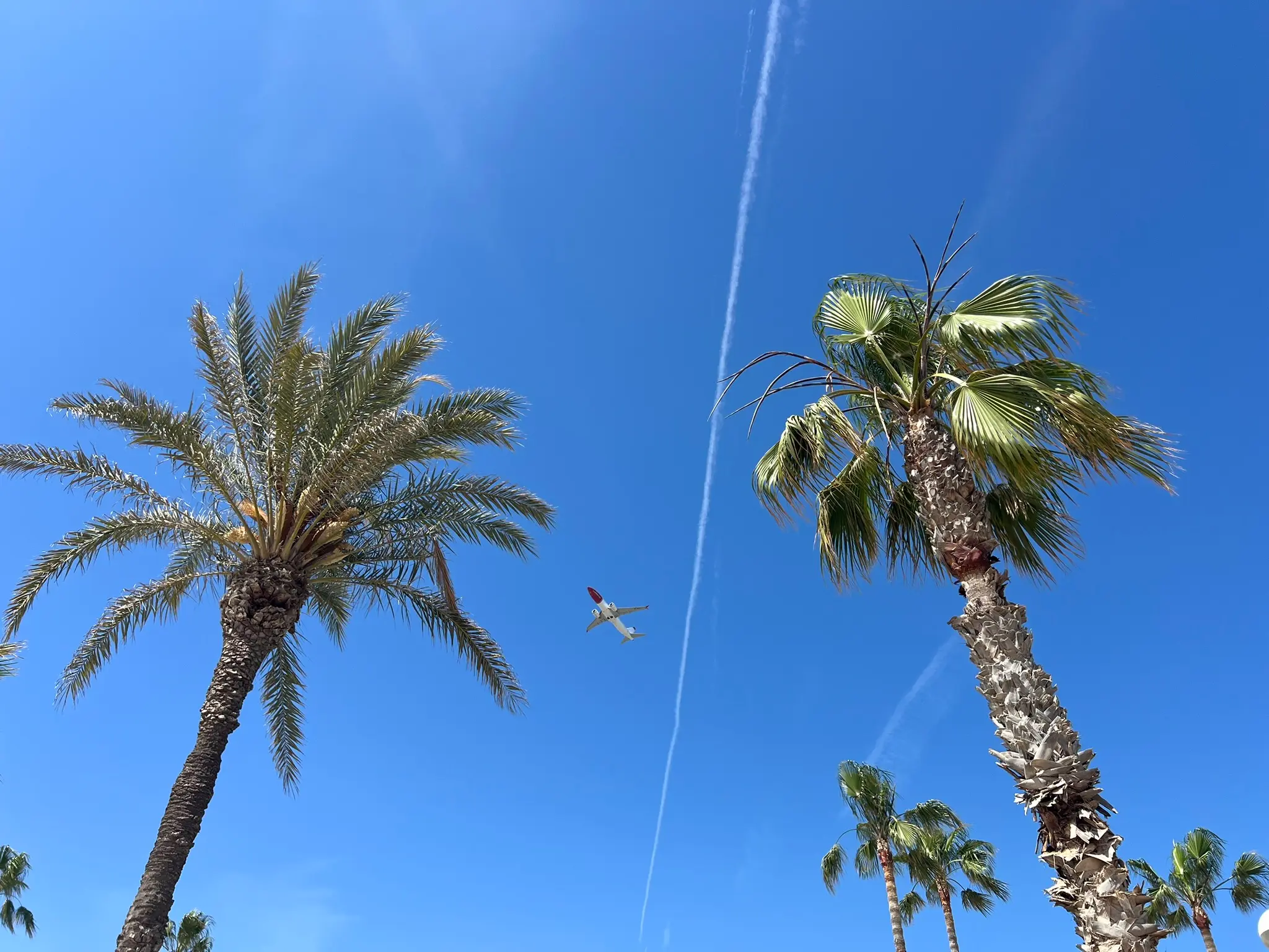 Playa del Saladar Alicante — palm trees and plane approaching Alicante Airport, Urbanova beach near ALC airport
