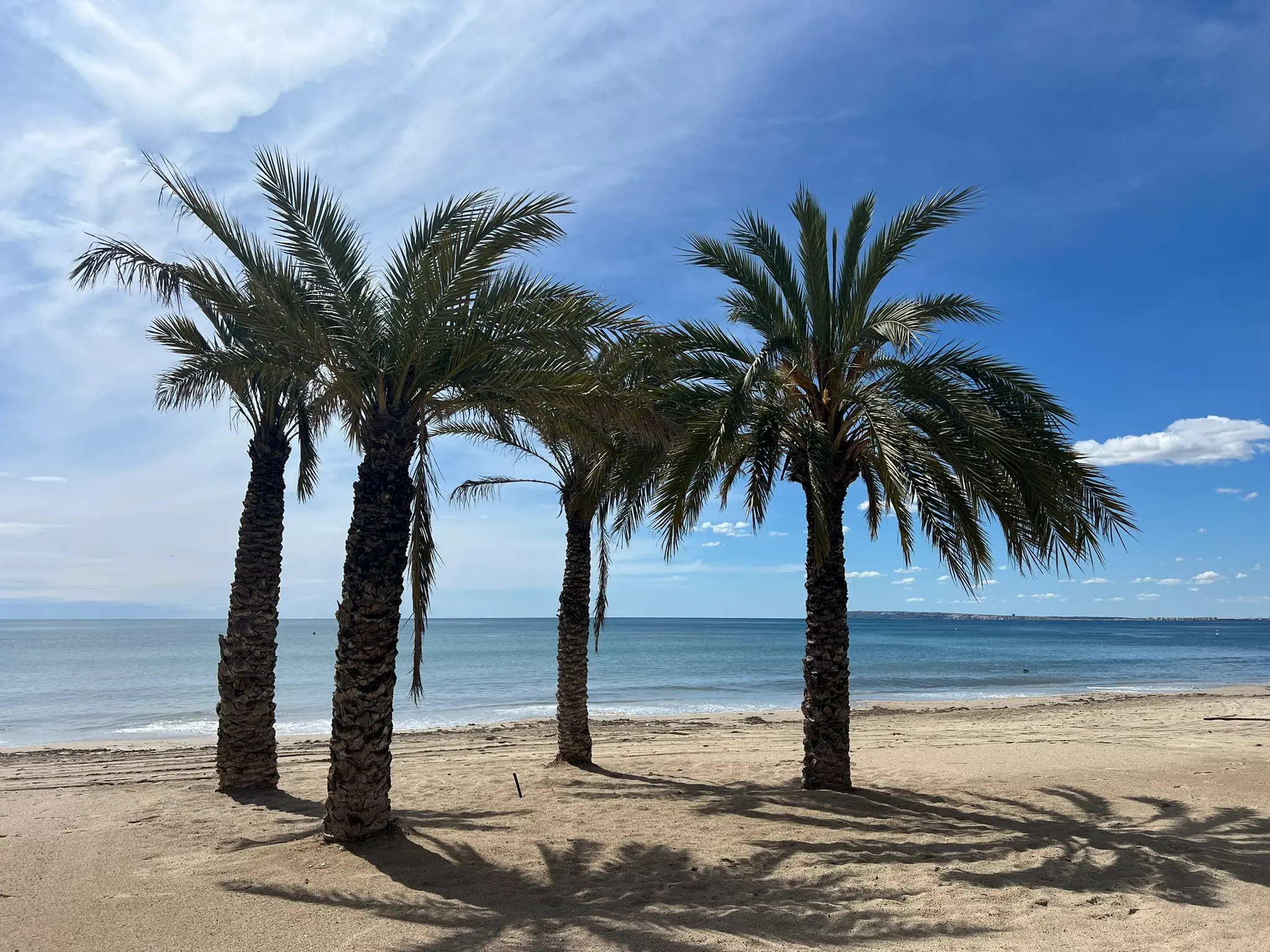 Playa Albufereta beach Alicante with palm trees and calm Mediterranean water