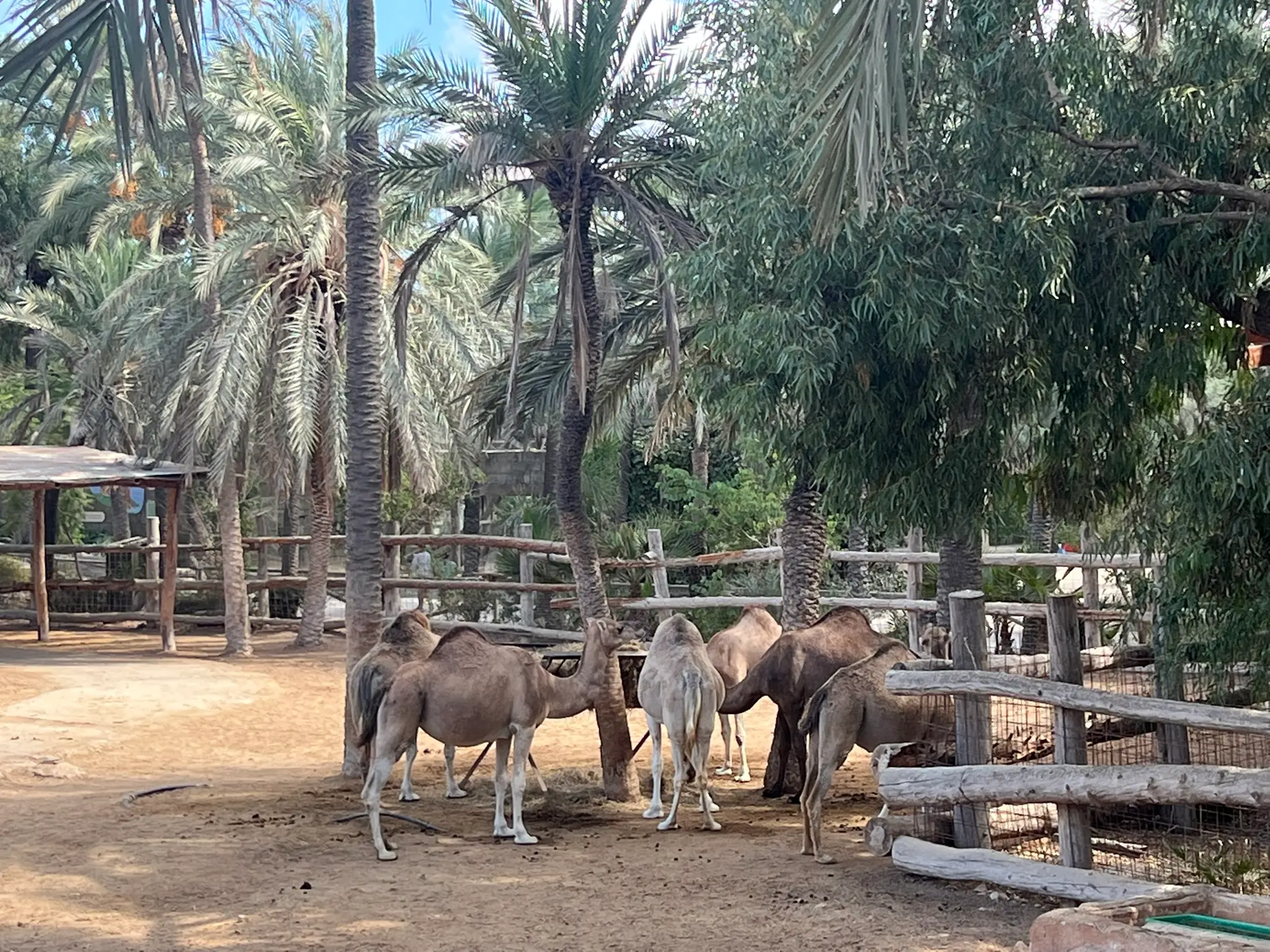 Kamele laufen unter Palmen im Rio Safari Elche, Costa Blanca