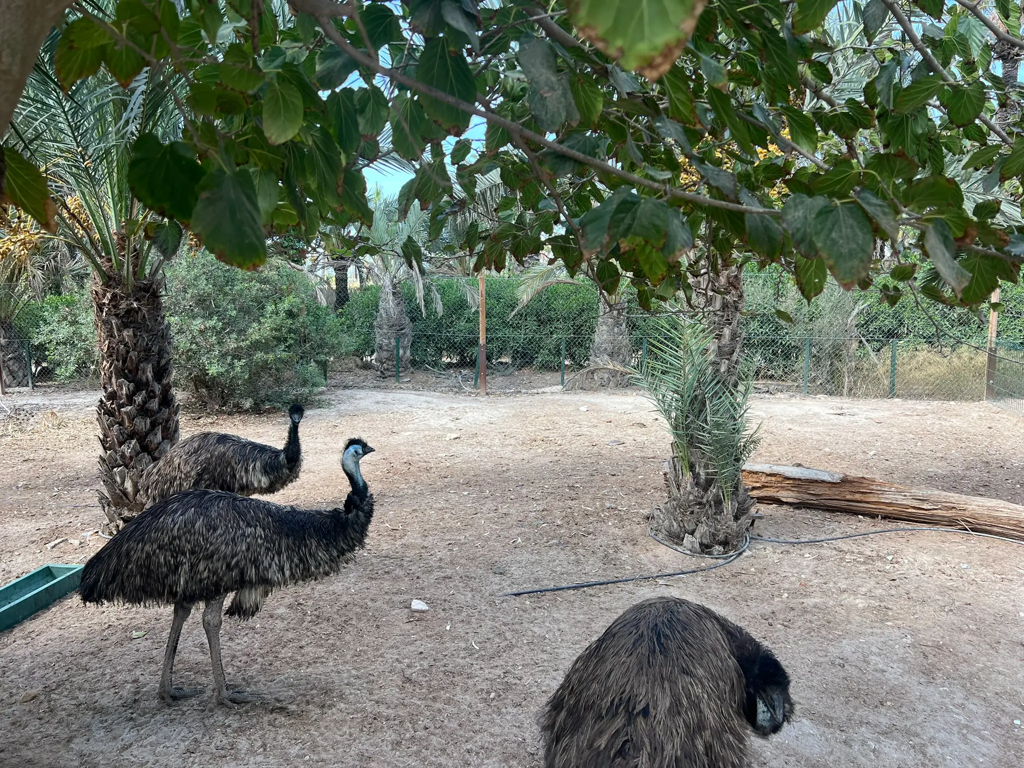 Emus stehen zusammen bei Palmen auf einer Koppel im Zoo von Elche