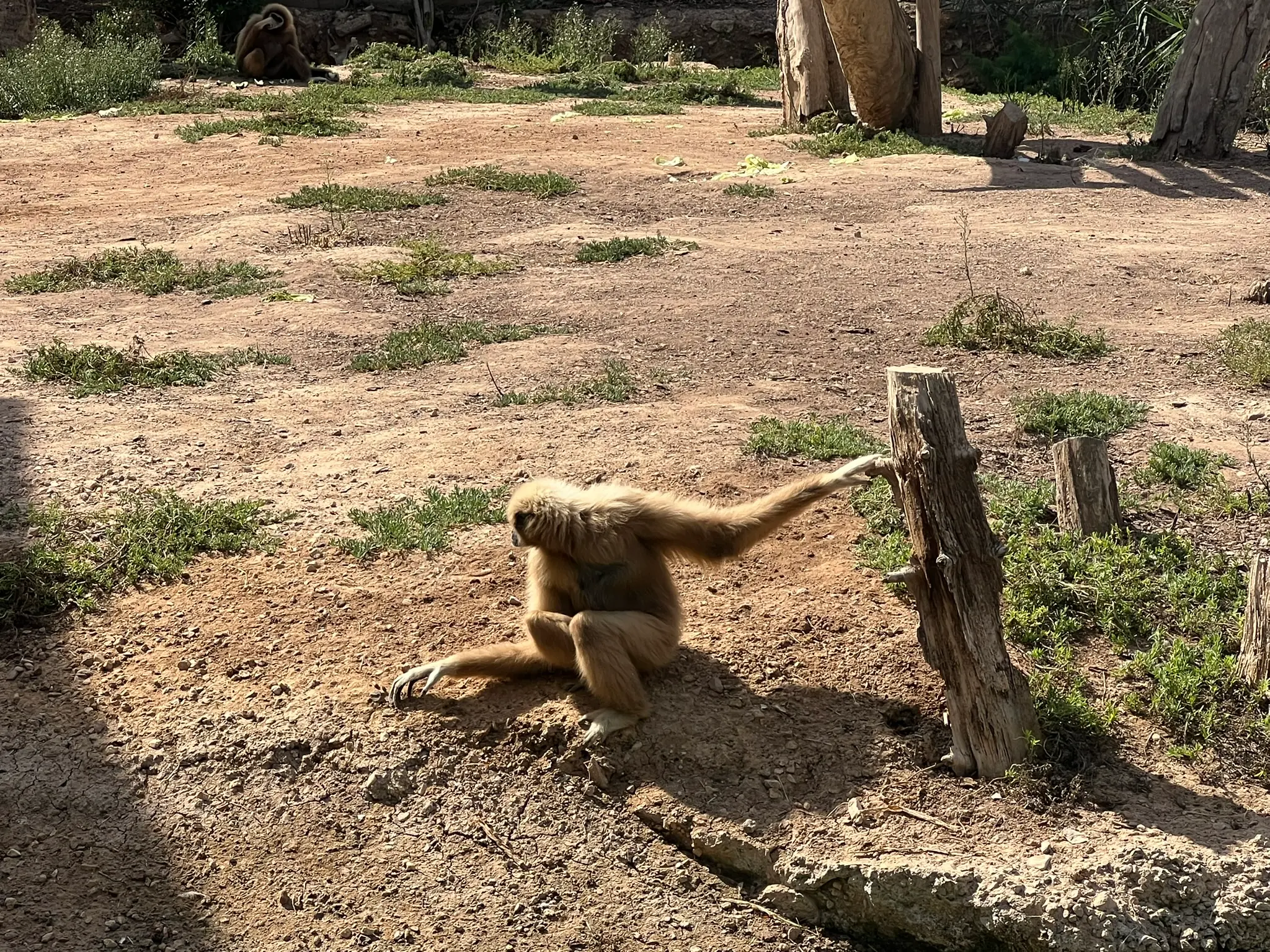 Hellfelliger Primat greift nach einem Baumstumpf in seinem sandigen Gehege im Rio Safari Elche