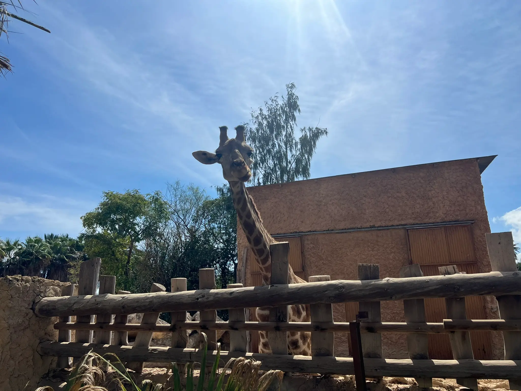 Giraffenkopf hinter einem Holzzaun im Palmenhain Los Leones in Elche