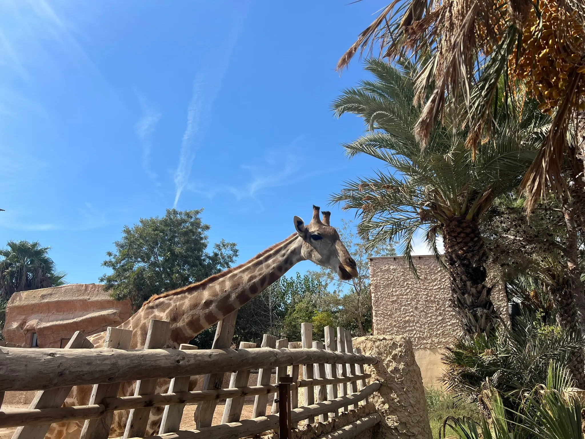 Giraffe vor blauem Himmel und Palmen im Rio Safari Elche, Provinz Alicante