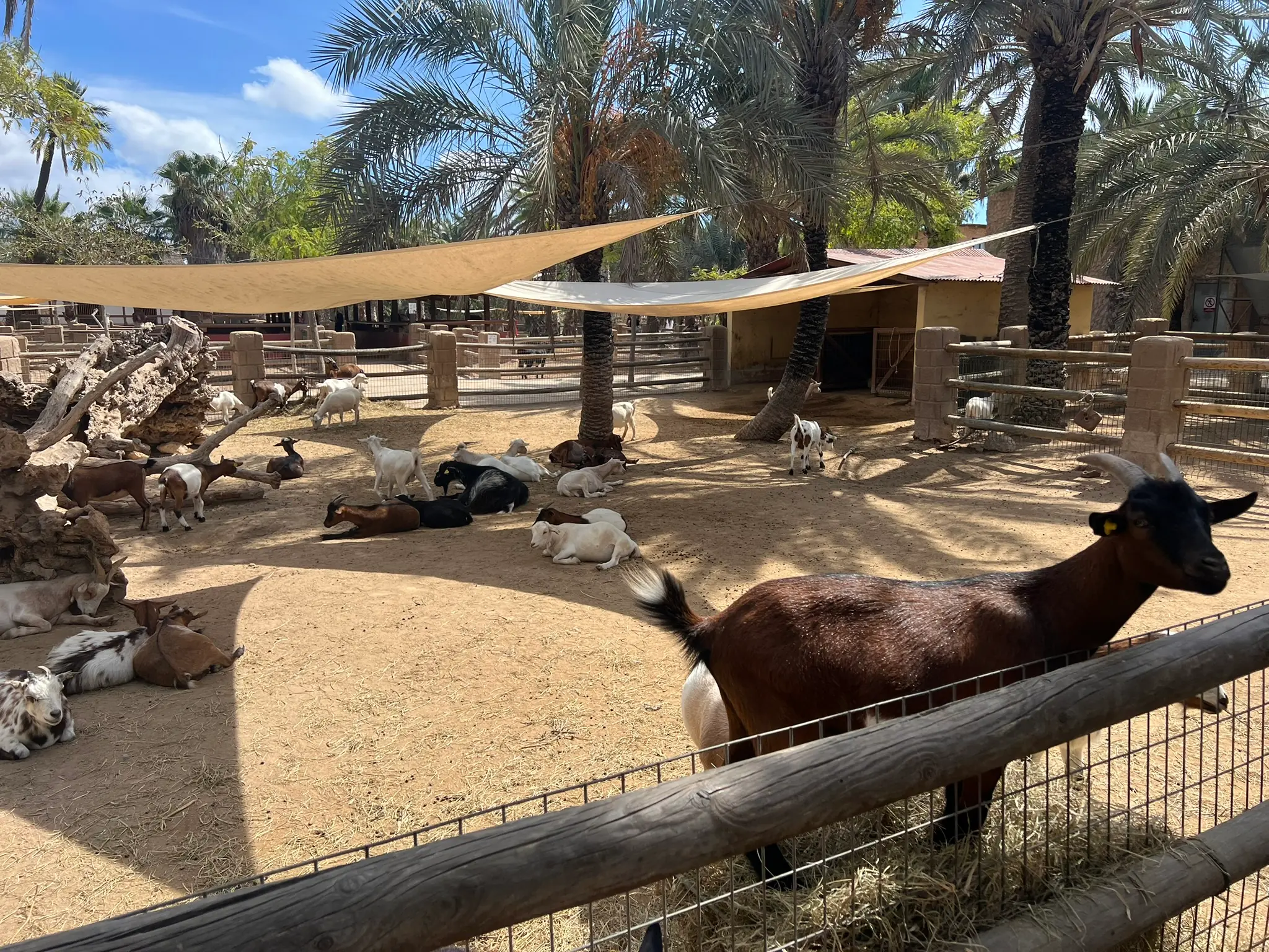 Ziegen ruhen unter Sonnensegeln und Palmen im Bauernhofbereich des Rio Safari Elche