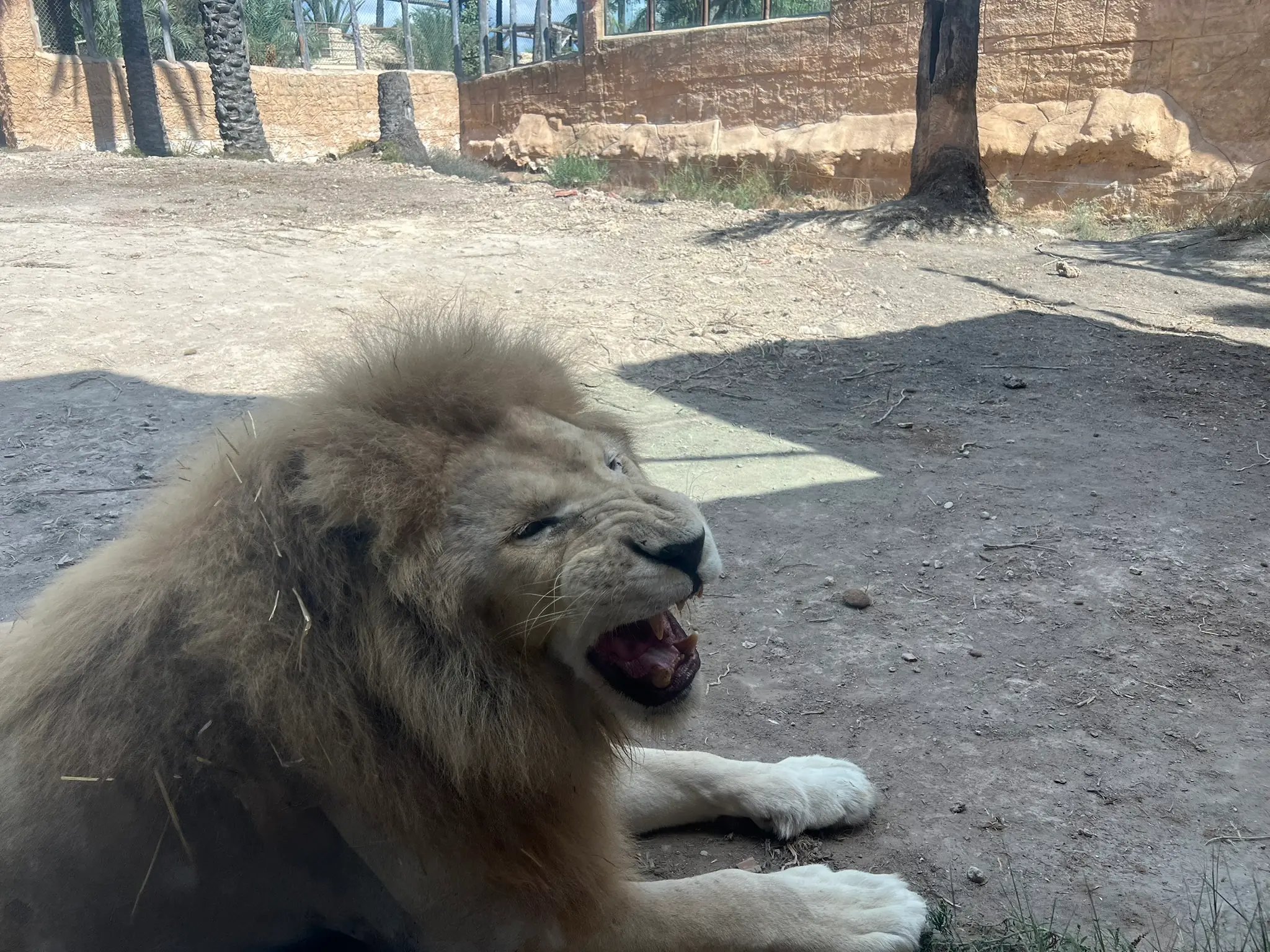 Nahaufnahme eines ruhenden Löwenmännchens im Zoo Rio Safari Elche bei Alicante