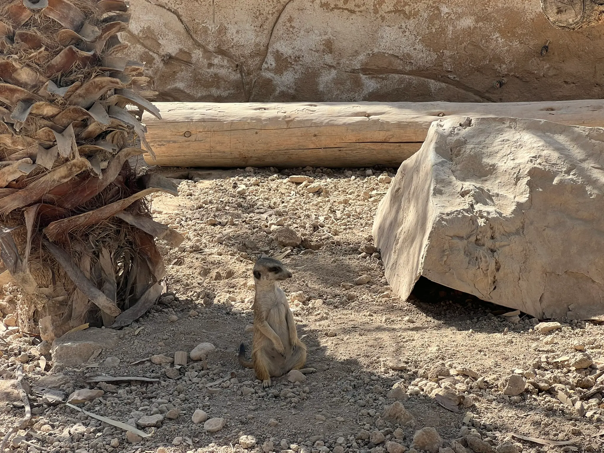 Erdmännchen steht im Sand neben einem Baumstamm in seinem Gehege