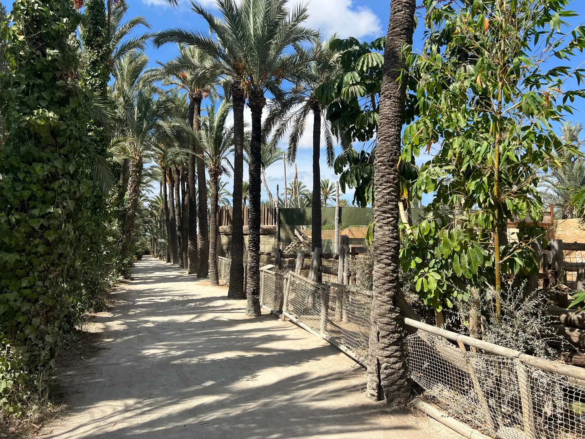 Sandiger Weg zwischen hohen Palmen im Rio Safari Elche