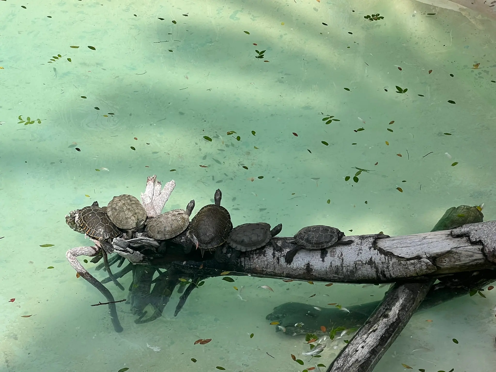 Schildkröten sonnen sich auf einem Stamm in einem grünen Teich im Rio Safari Elche
