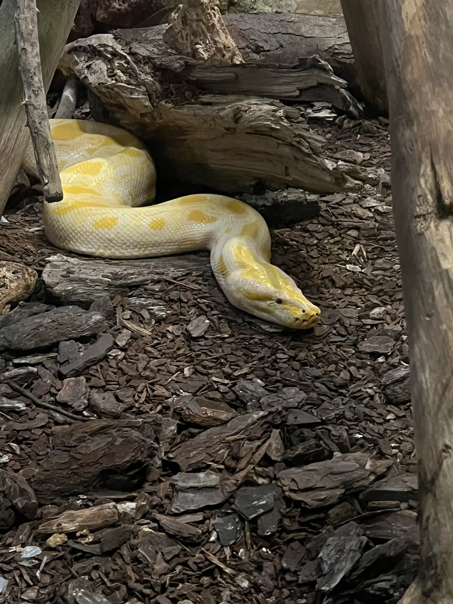 Gelber Python eingerollt auf Rinde im Reptilienbereich des Rio Safari Elche