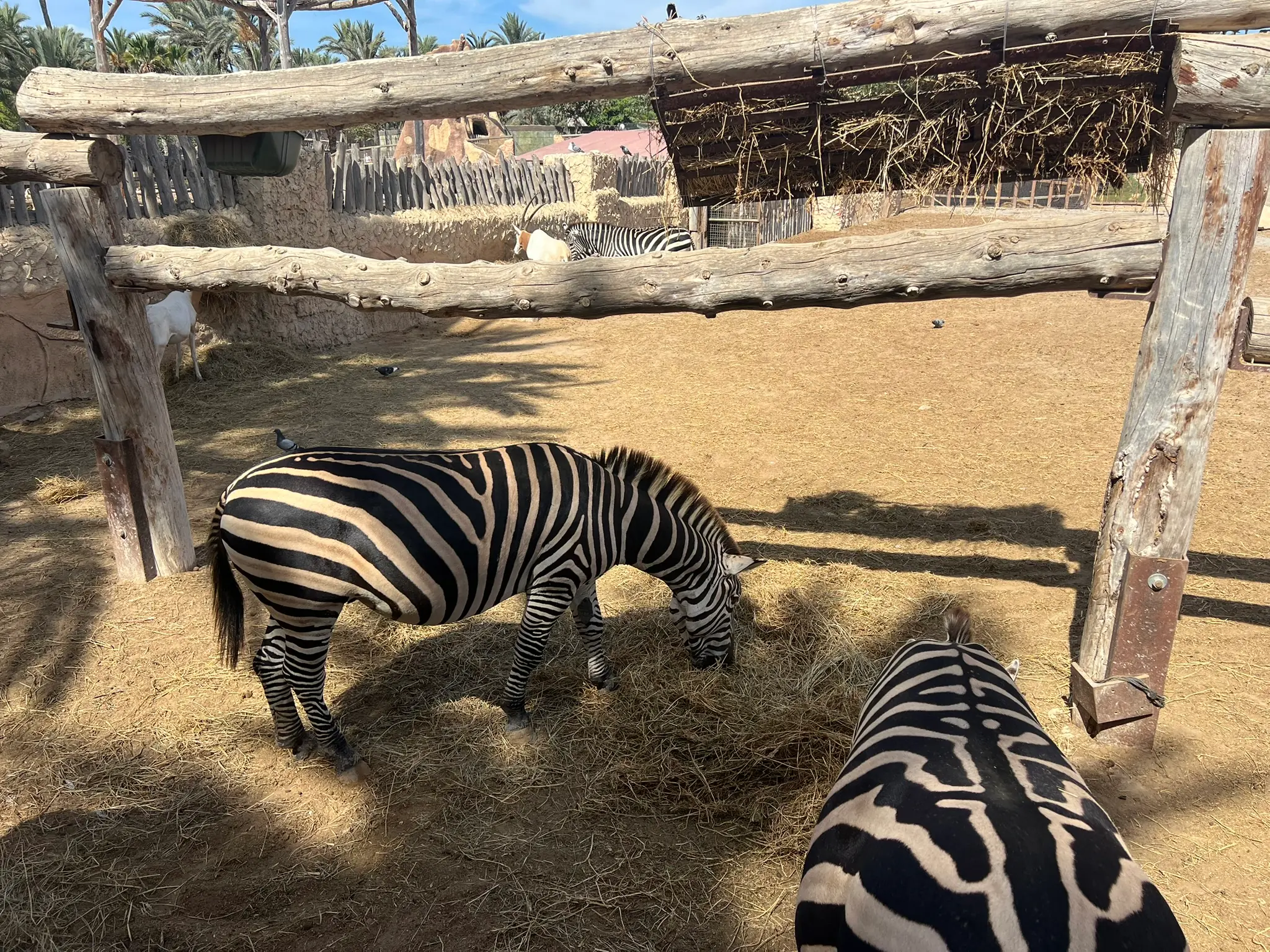 Zwei Zebras fressen Heu auf einer Koppel im Rio Safari Elche