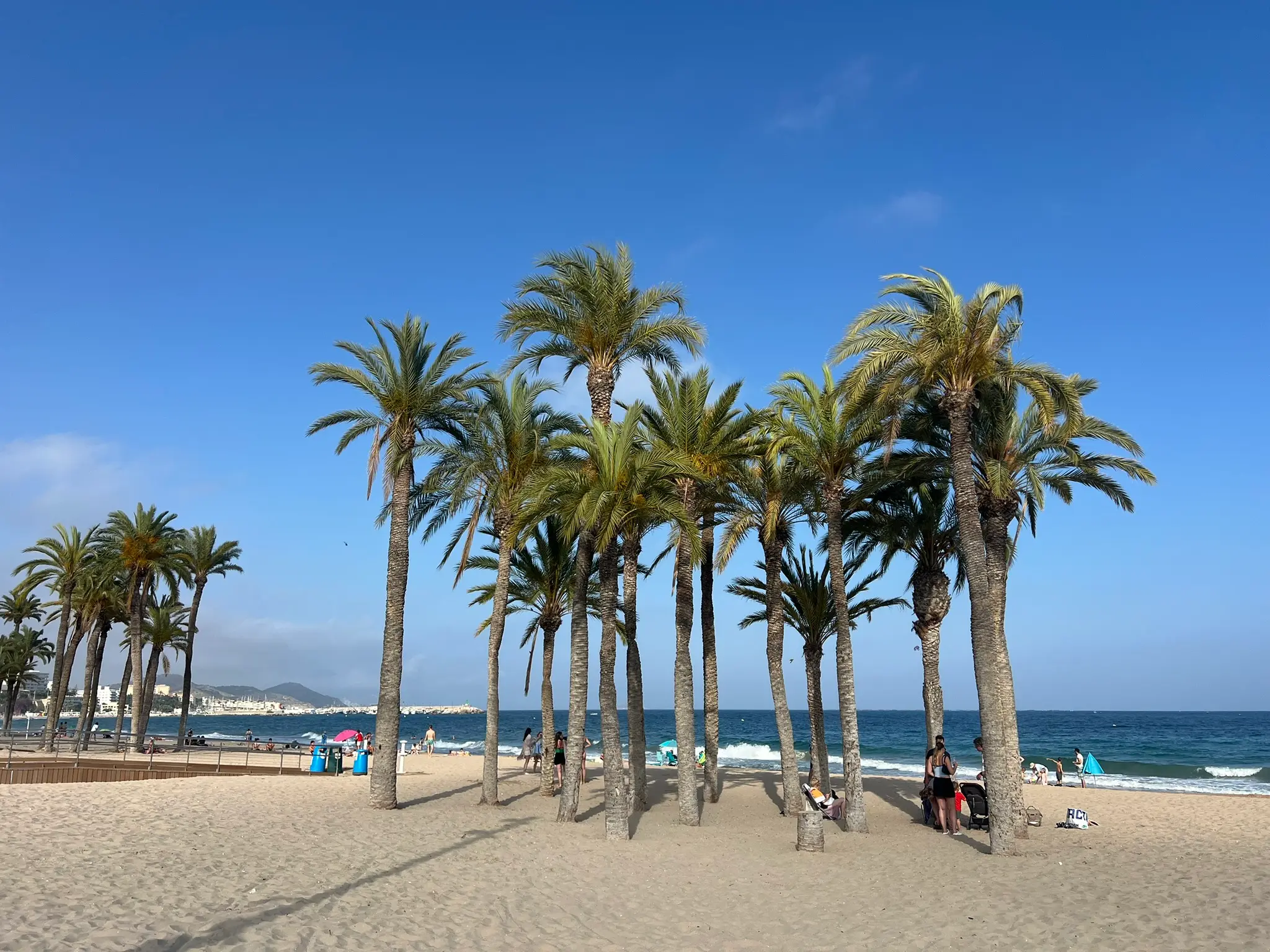 Scenic cluster of tall date palm trees growing directly on the sandy shoreline of Playa Centro in Villajoyosa — people relaxing on golden sand under clear blue sky, calm Mediterranean waves